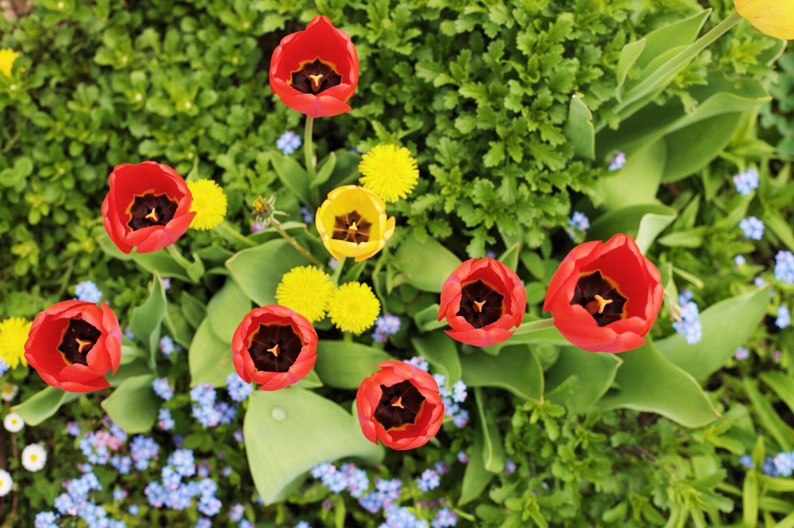 Canon EOS-1Ds Mark III sample photo. Tulips, garden, spring photography