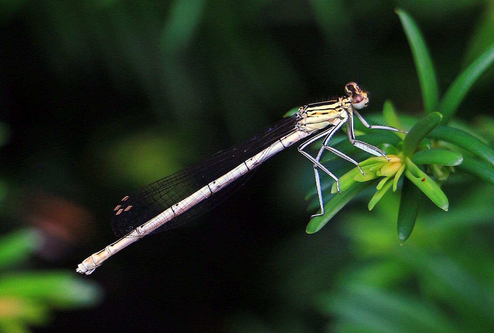Canon EOS 700D (EOS Rebel T5i / EOS Kiss X7i) sample photo. Dragonfly, close up, insect photography