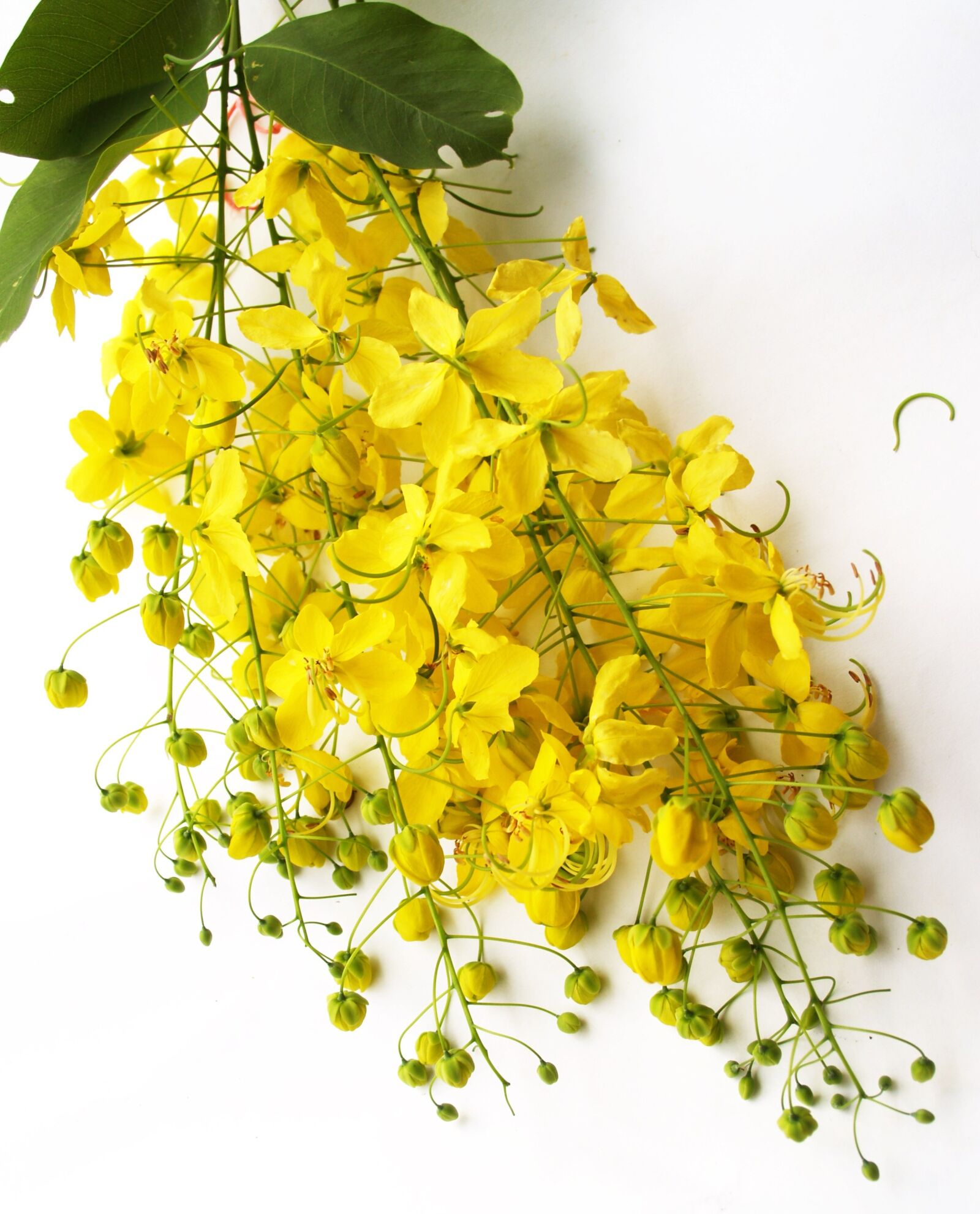 Olympus E-300 (EVOLT E-300) sample photo. Cassia, shower, golden photography