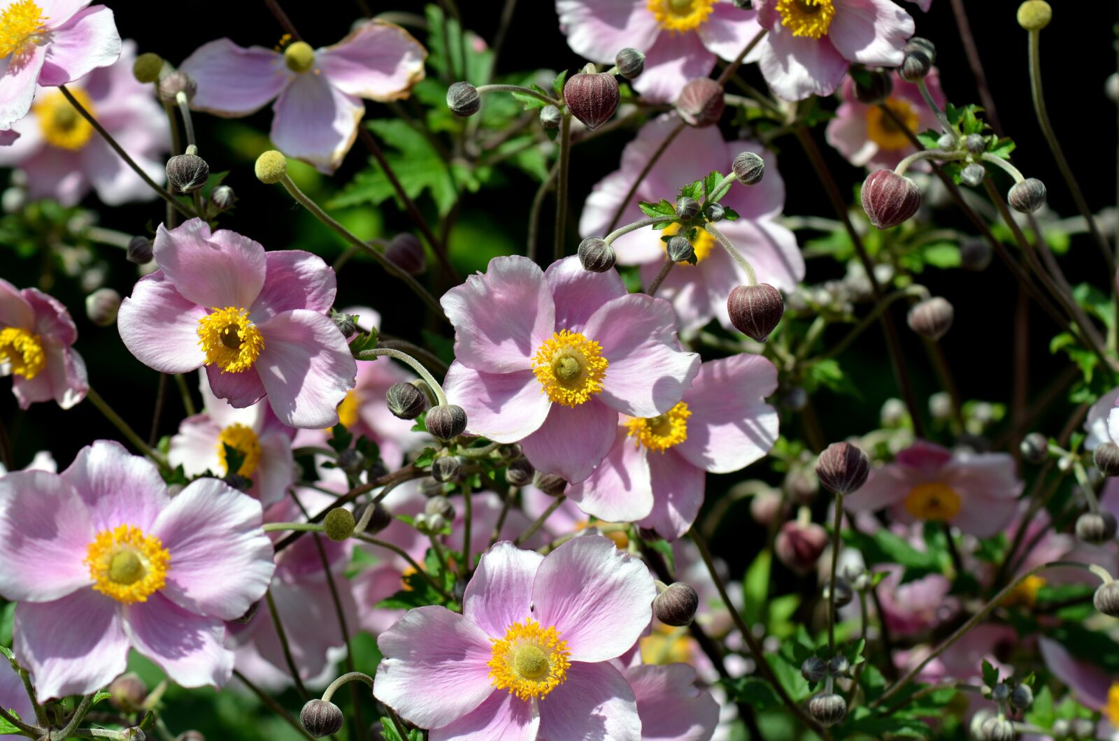 Nikon D5100 sample photo. Summer flower, flower garden photography