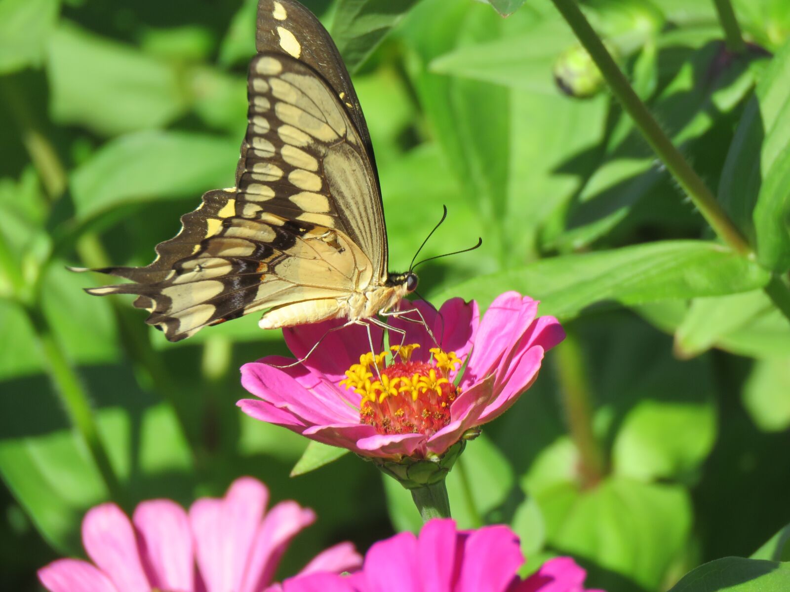 Canon PowerShot SX60 HS sample photo. Butterfly, close up, pink photography