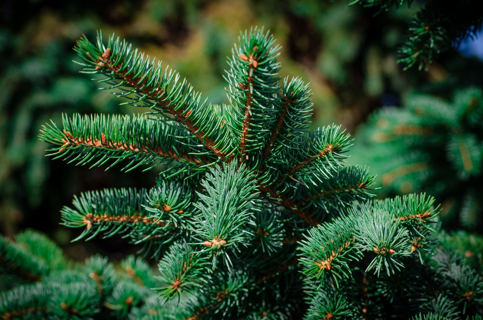 Nikon D5100 sample photo. Pine, spruce, forest photography