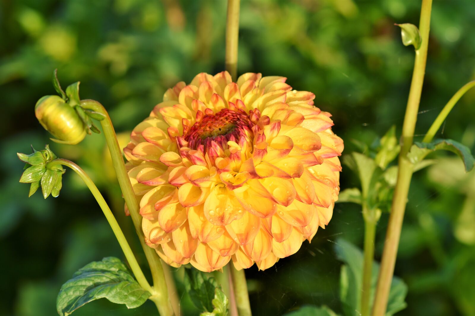 Nikon D7200 sample photo. Dahlia, dahlias bud, flower photography