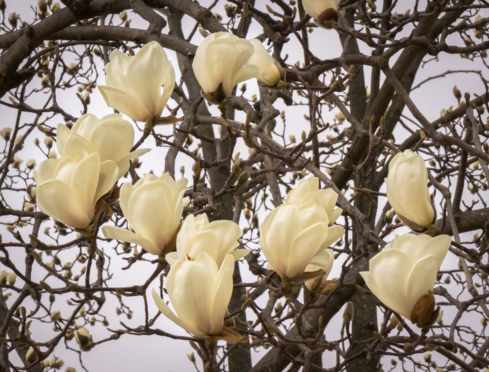 Sony Alpha NEX-5N sample photo. Magnolia, flowers, wood photography