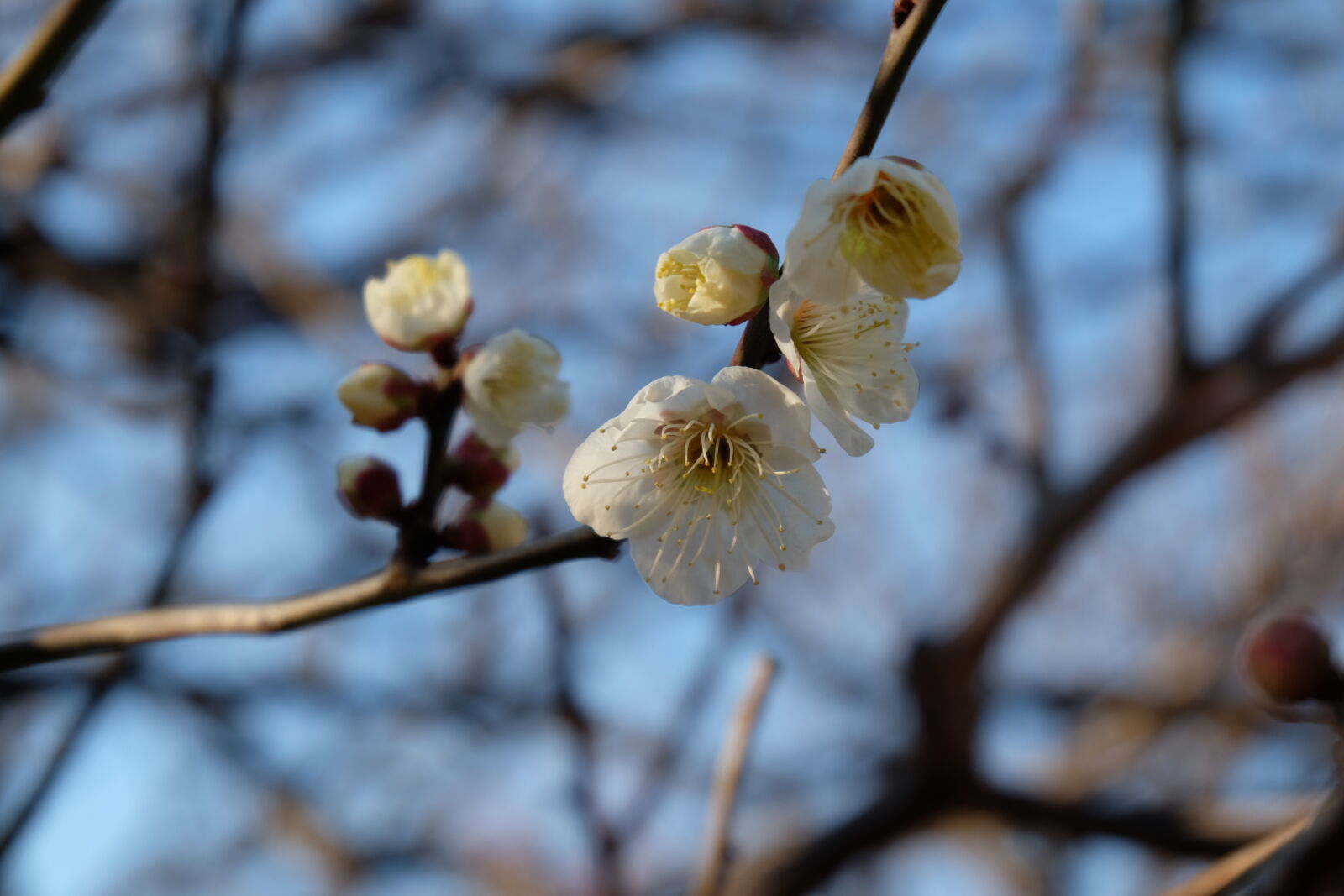 Fujifilm X-M1 sample photo