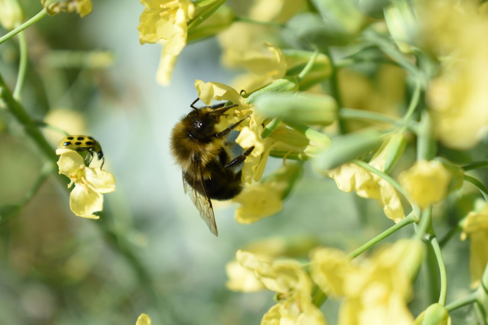 Nikon D5500 sample photo. Bee, insect, flower photography