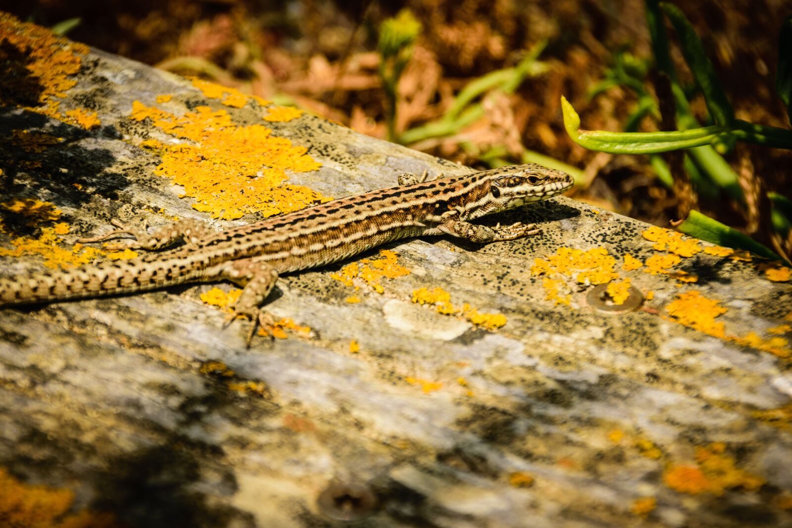 Nikon D5300 sample photo. Salamander, animal, nature photography