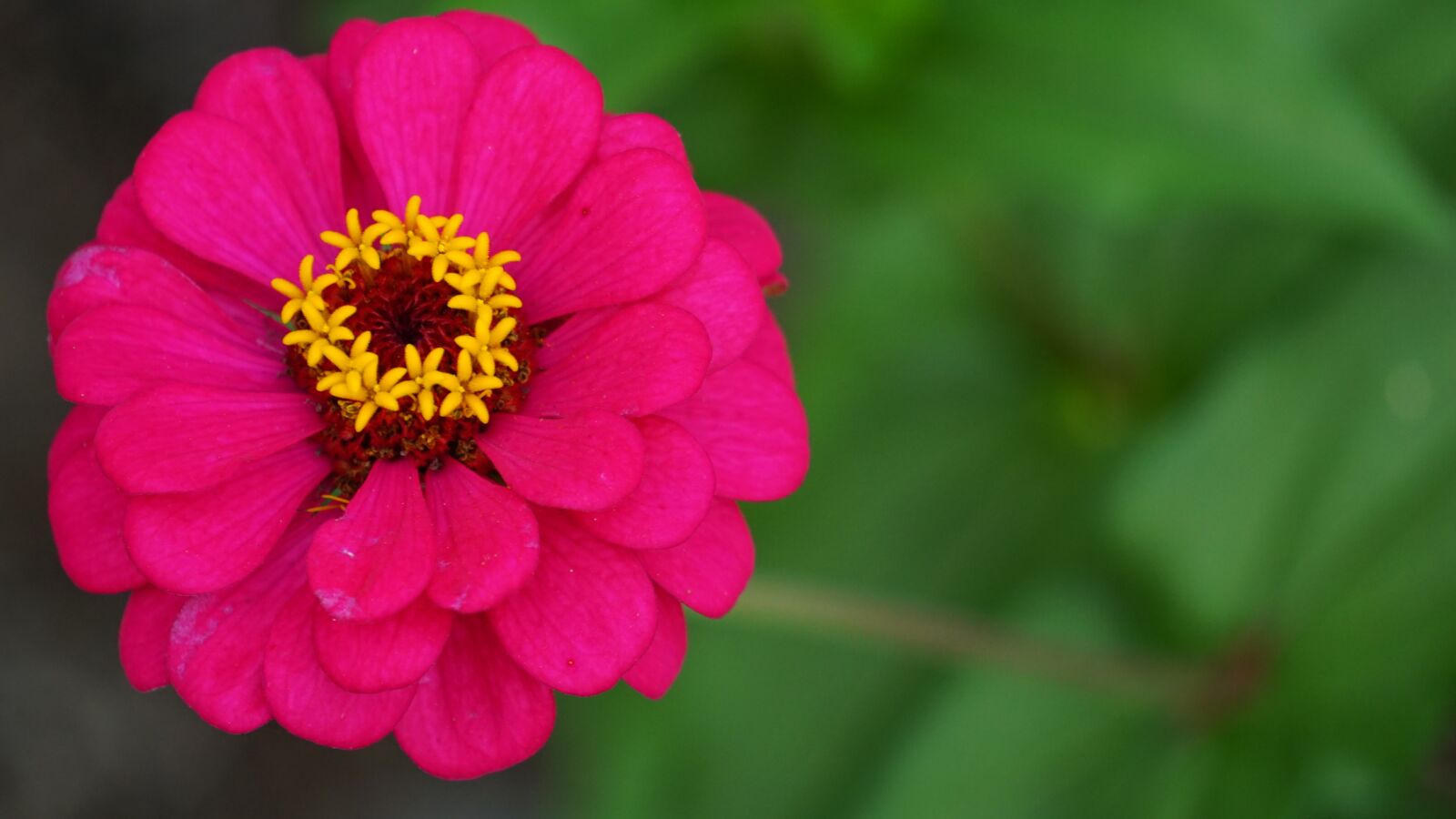 Sony a6000 sample photo. Nature, flower, summer photography