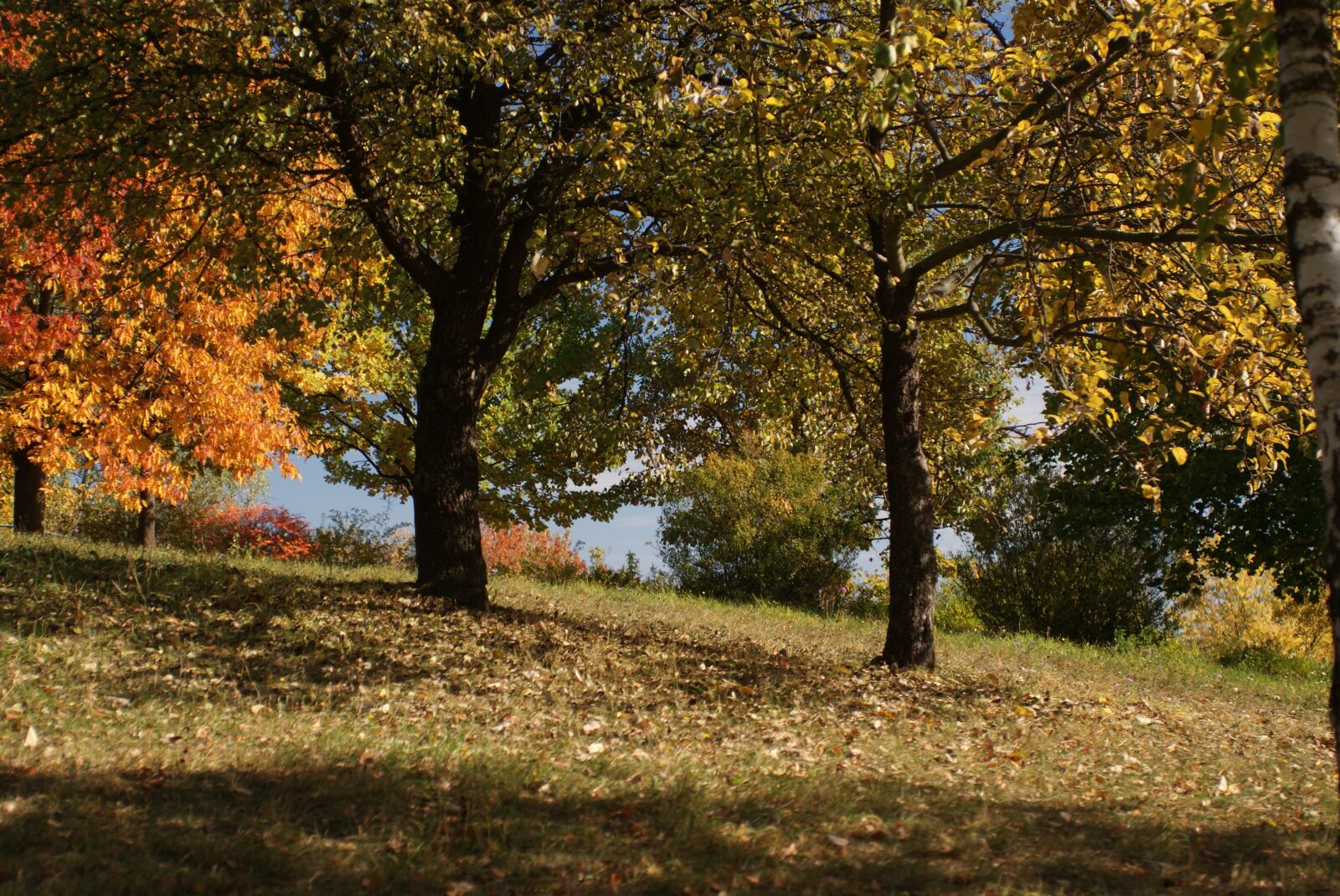 Sony Alpha DSLR-A200 sample photo. Tree, jeśień, autumn photography