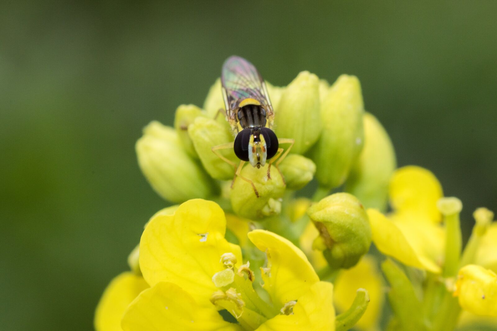 Canon EOS 7D Mark II sample photo. Hover fly, macro, mimicry photography
