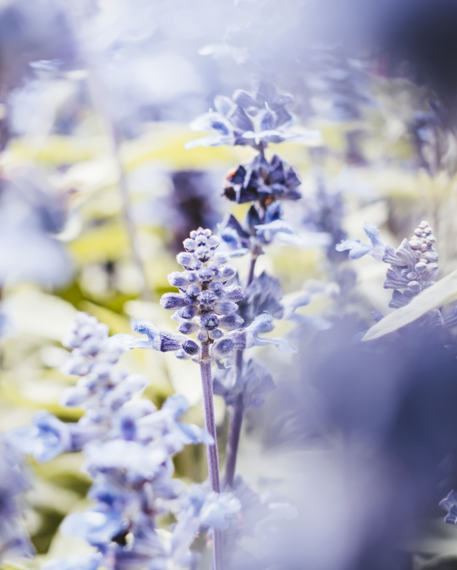 Sony a6300 + Sigma 30mm F2.8 EX DN sample photo. Flowers, nature, flower bed photography