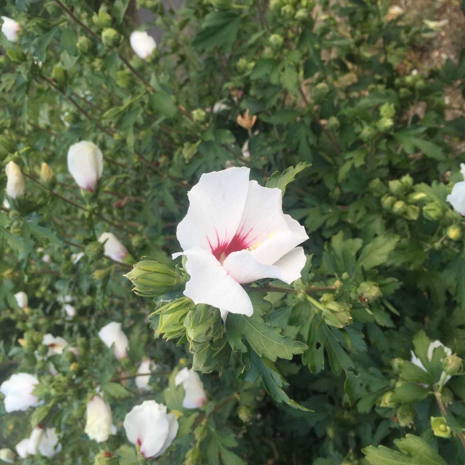 Apple iPhone 6 sample photo. Flowers, nature, white photography