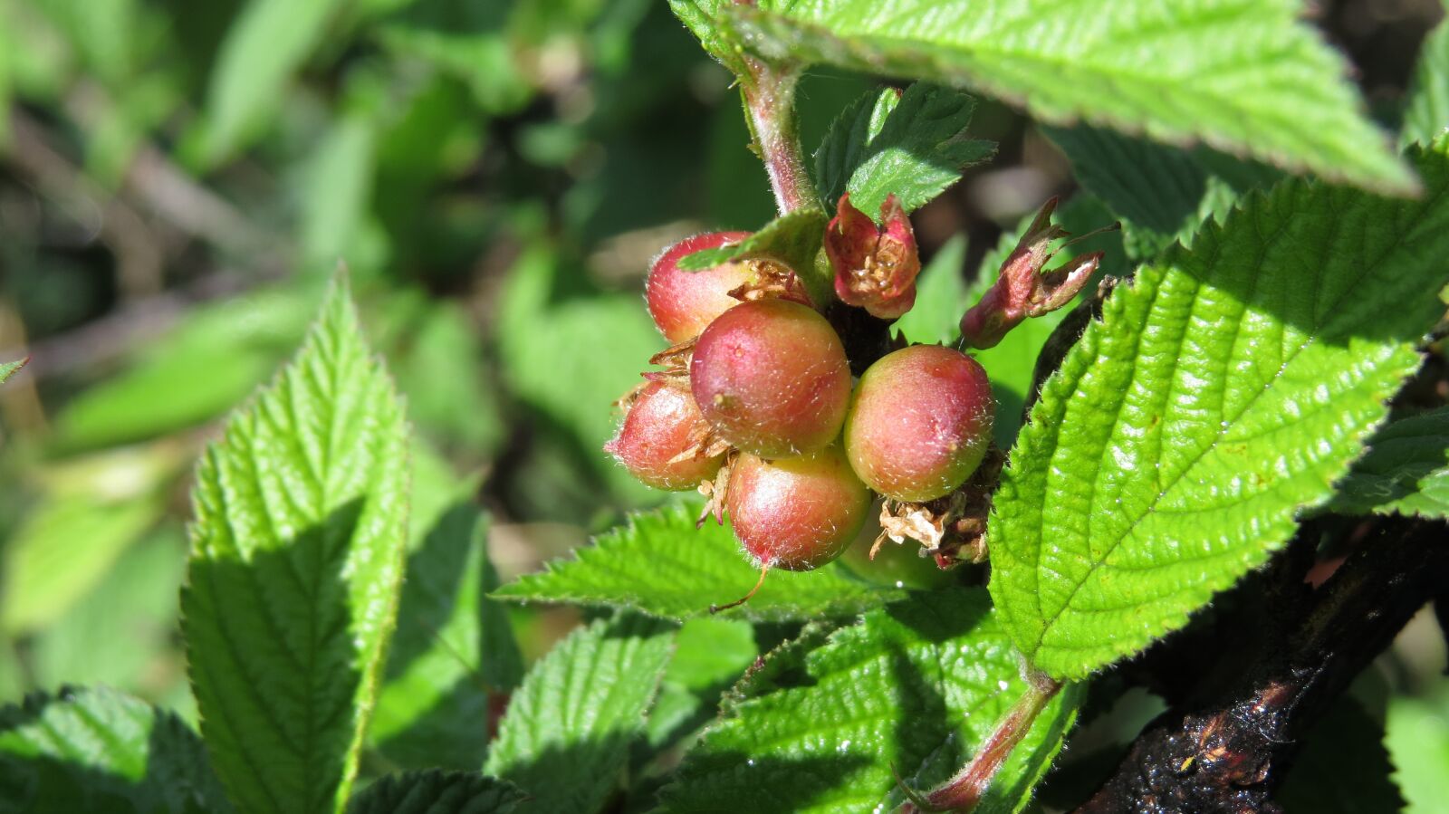 Canon PowerShot SX50 HS sample photo. Berry, cherry, shrub photography