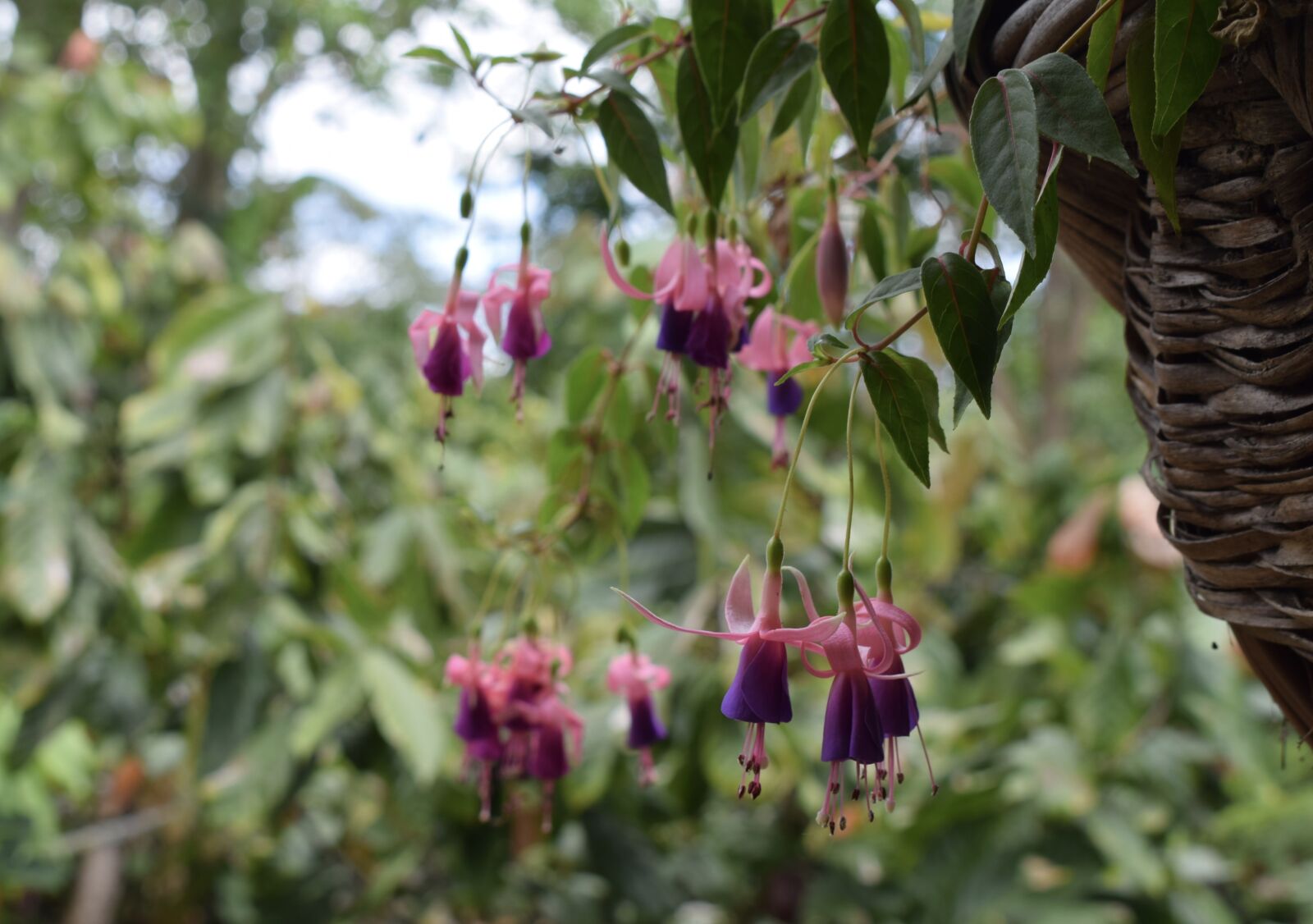 Nikon D5300 sample photo. Colombia, flower, nature photography