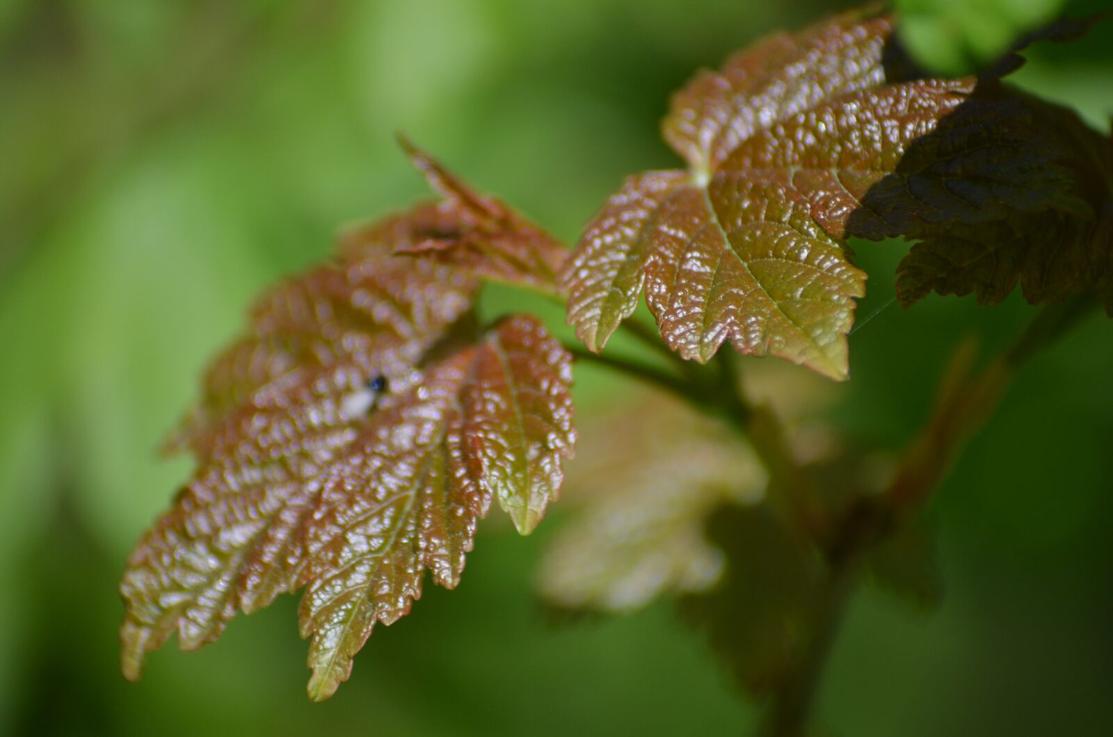 Nikon D5100 sample photo. Walk in the park photography