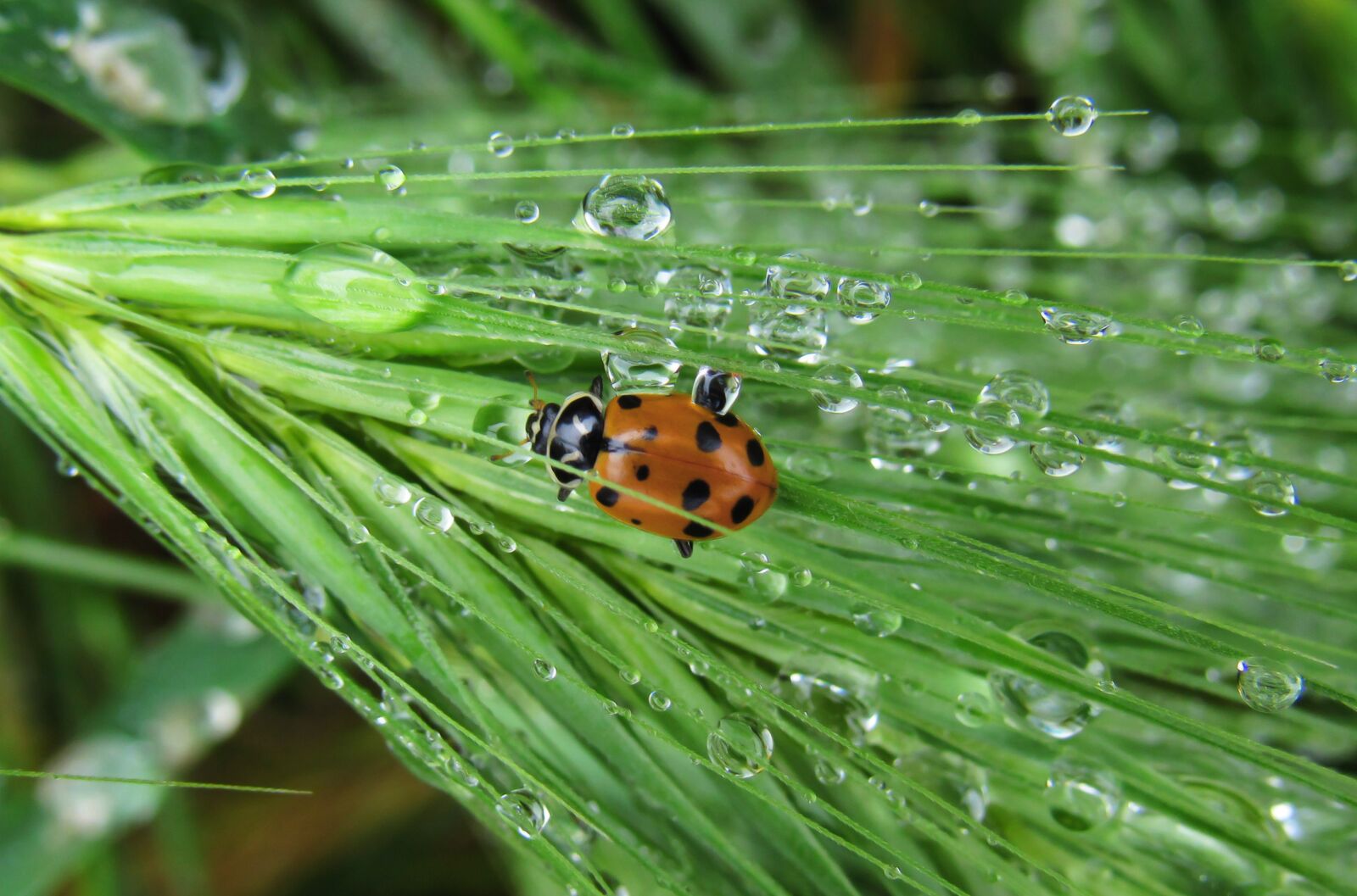 Canon PowerShot SX530 HS sample photo. Ladybug, bug, beetle photography