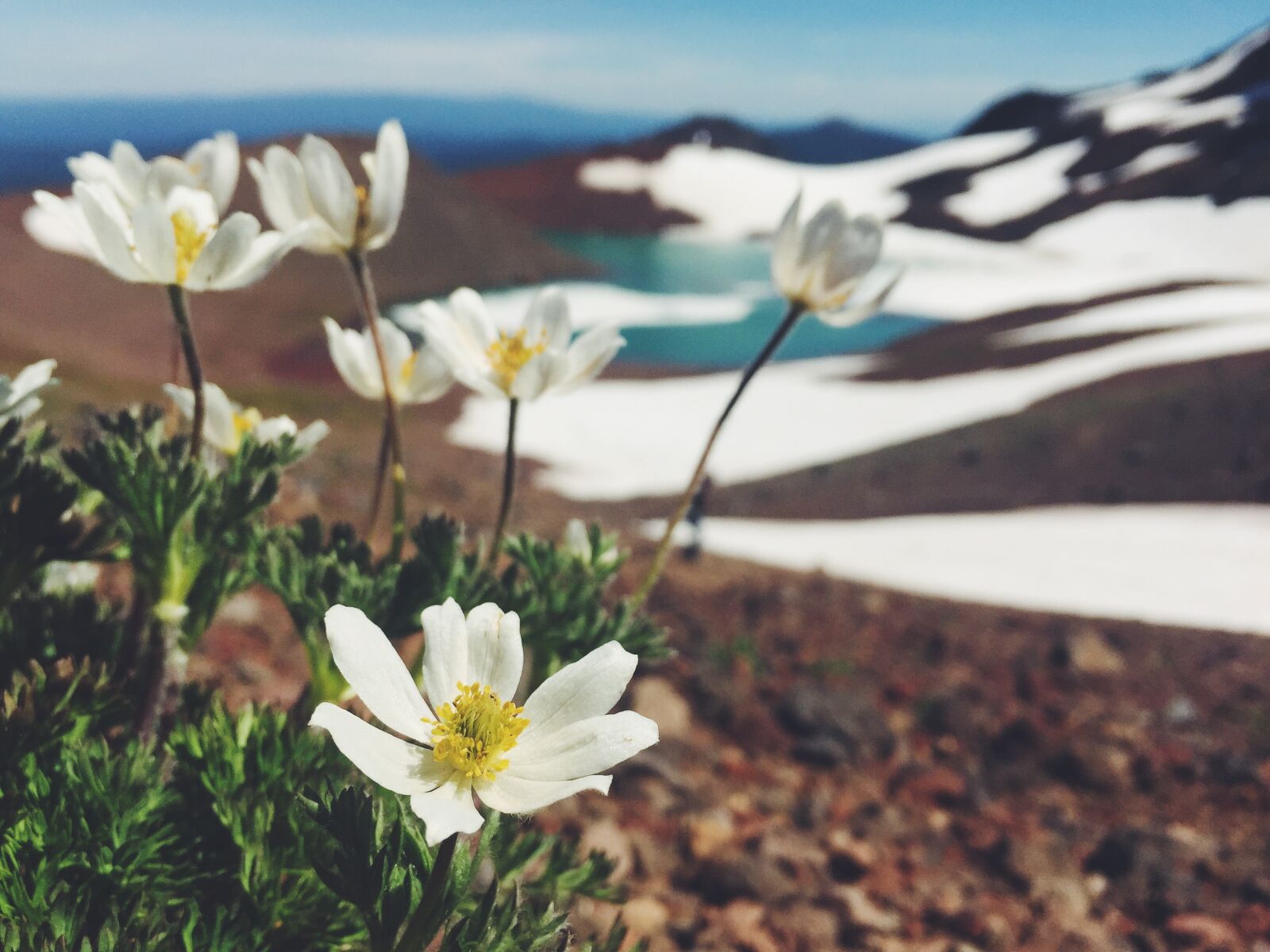 Apple iPhone 6 sample photo. Nature, flower, mountain photography