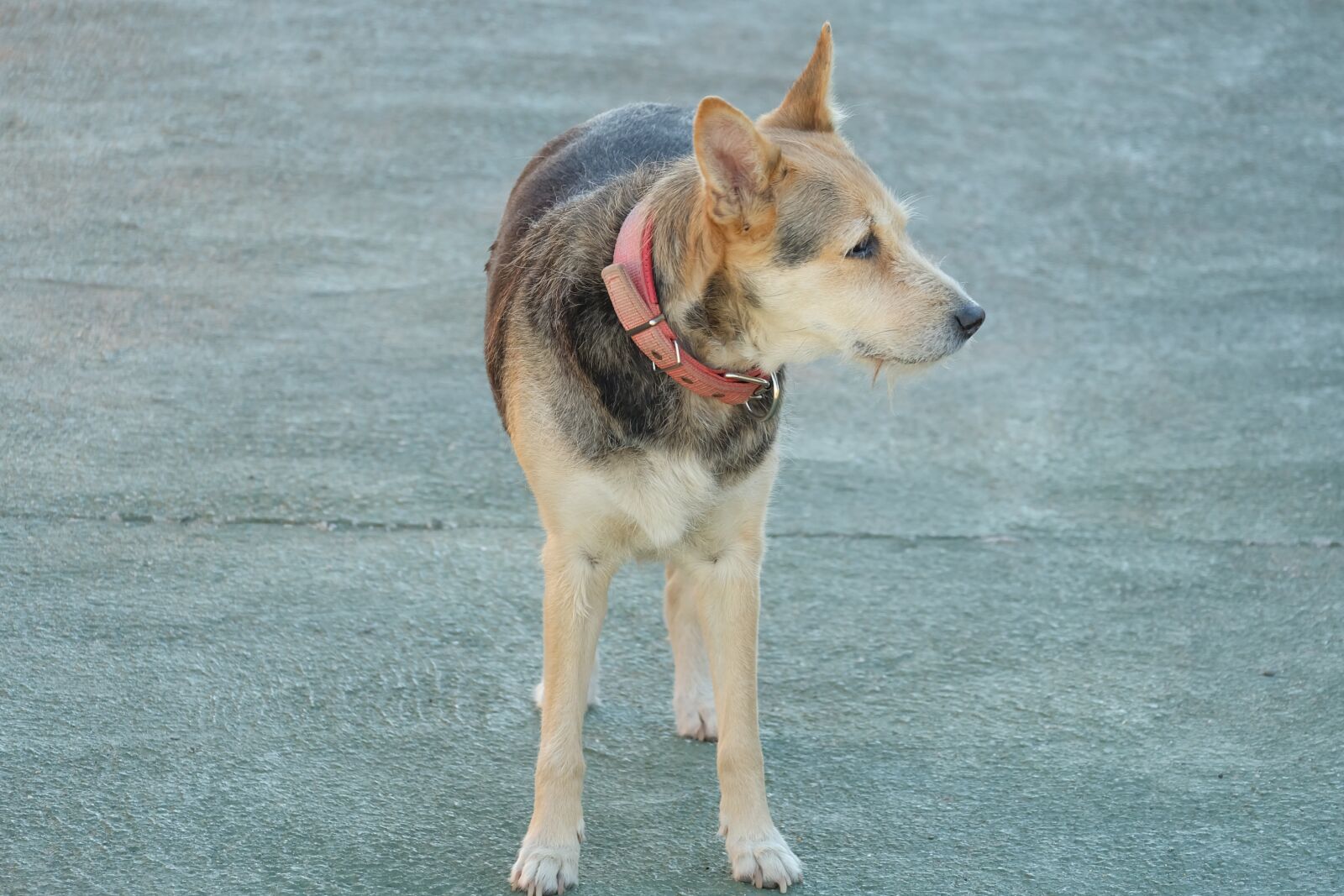 Fujifilm X-A2 + Fujifilm XC 50-230mm F4.5-6.7 OIS II sample photo. Dog, animal, pet photography