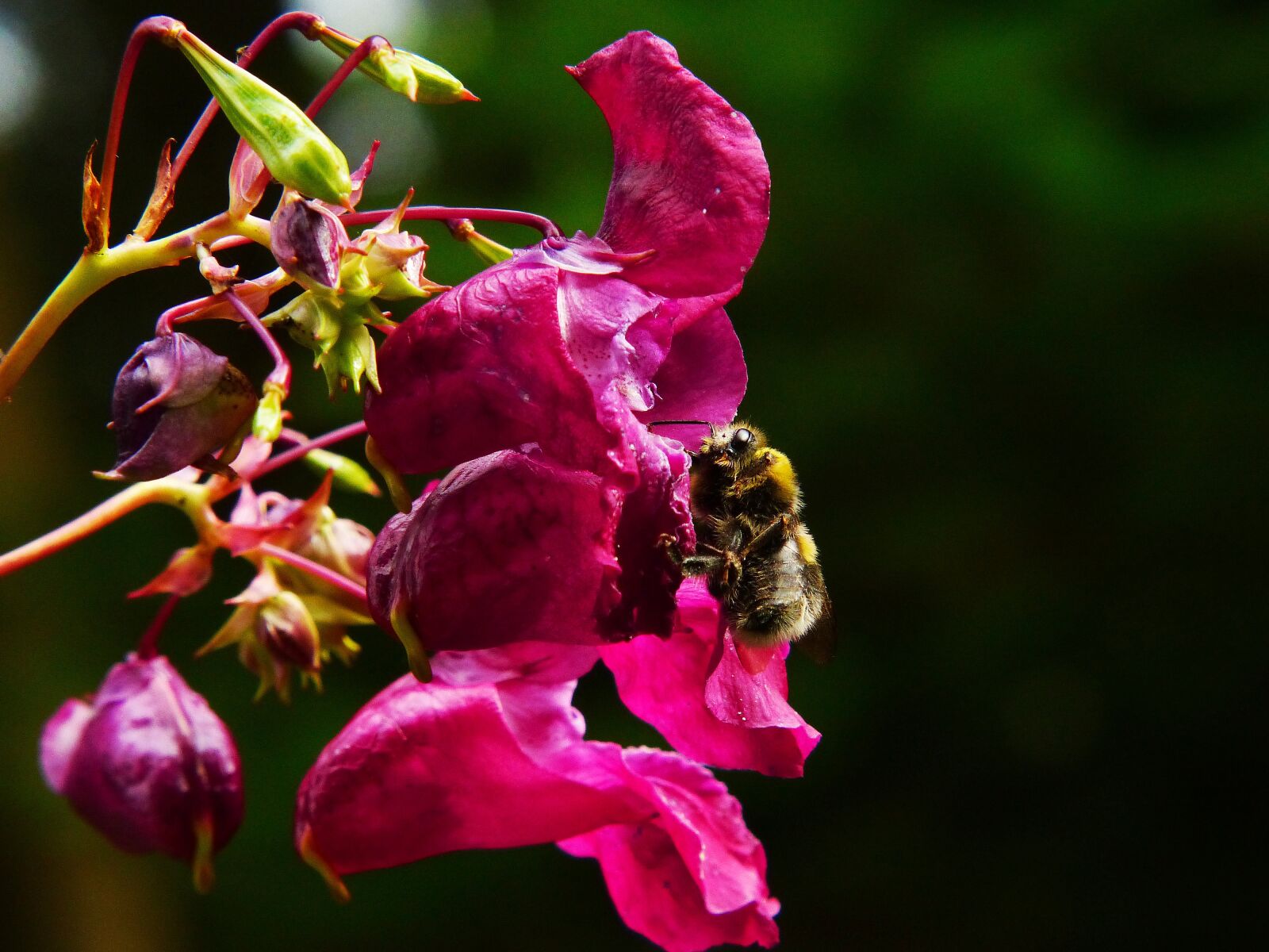 Panasonic Lumix DMC-FZ200 sample photo. Indian springkraut, himalayan balsam photography
