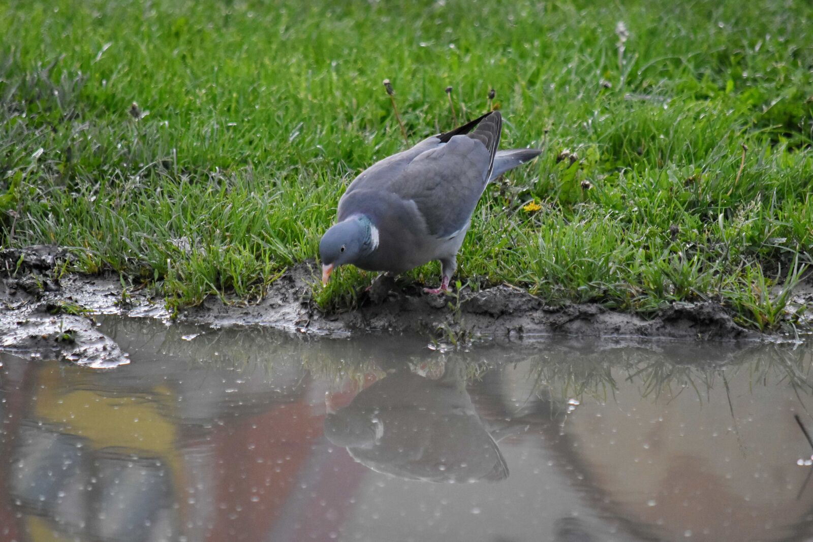Nikon D5500 sample photo. Pigeon, wilderness, wildlife, wild photography