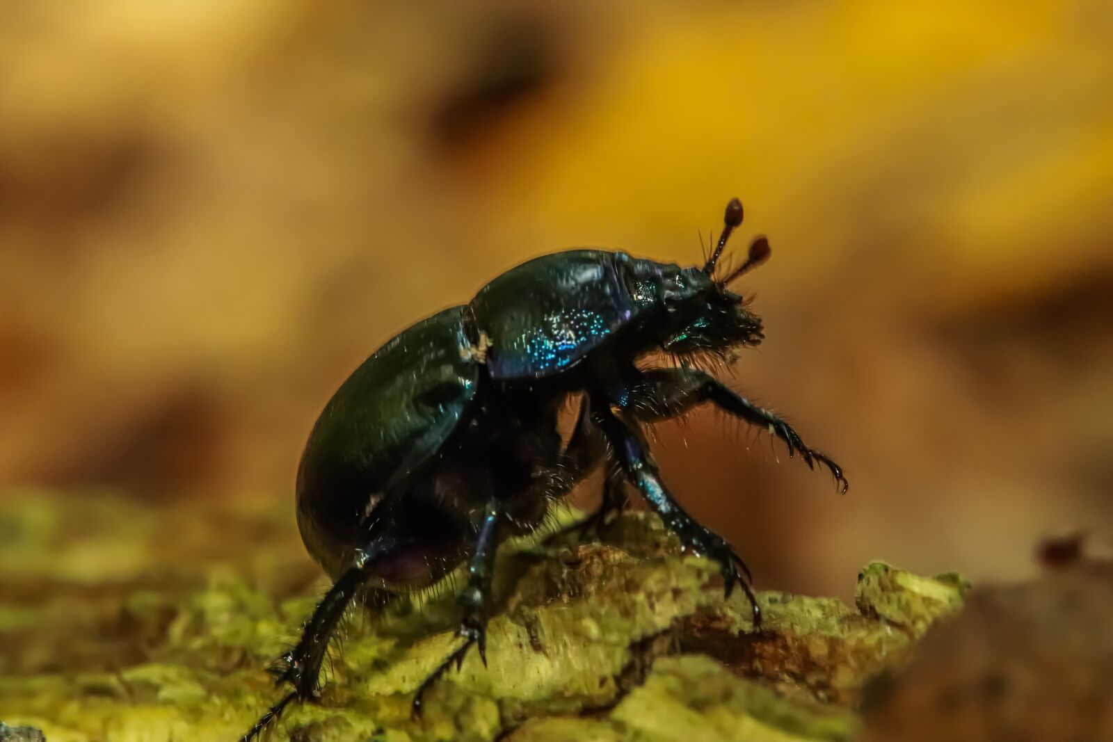 Canon EOS 200D (EOS Rebel SL2 / EOS Kiss X9) sample photo. Beetle, forest dung beetle photography