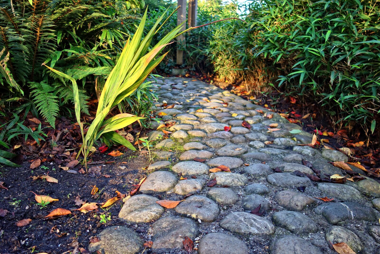 Sony Cyber-shot DSC-RX100 sample photo. Footpath, cobblestone, cobble path photography