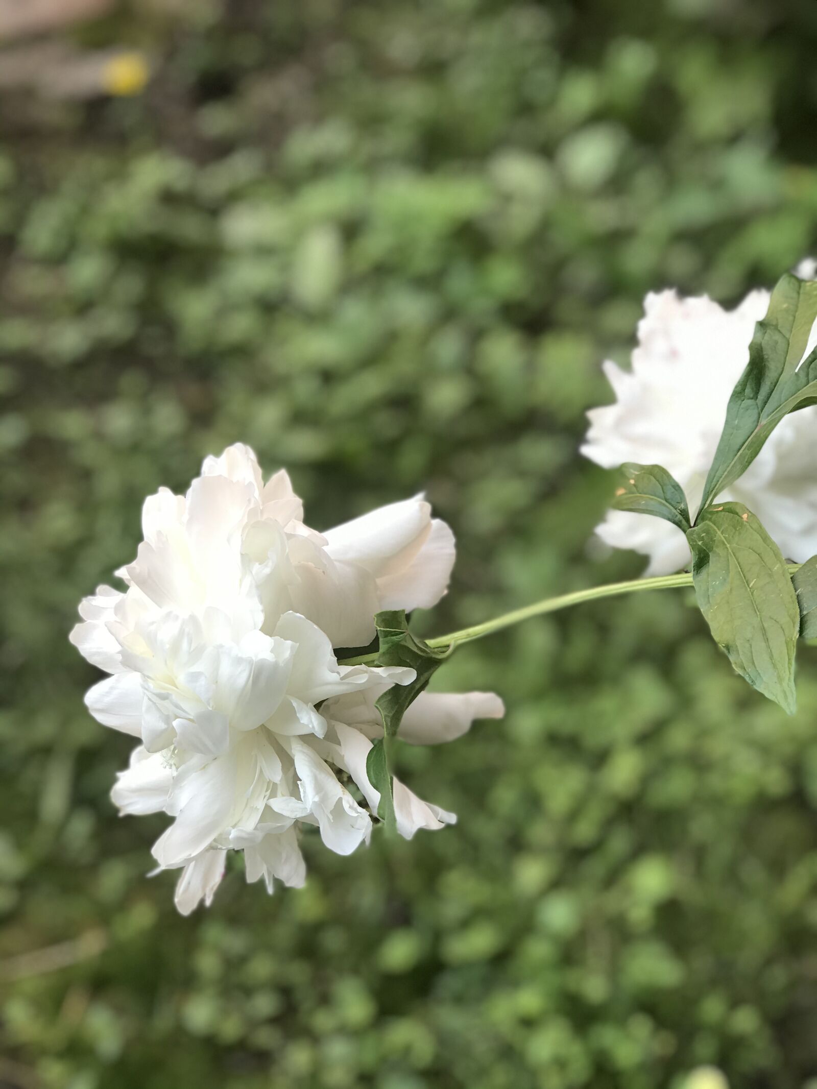 Apple iPhone 7 Plus sample photo. Peony, flower, summer photography