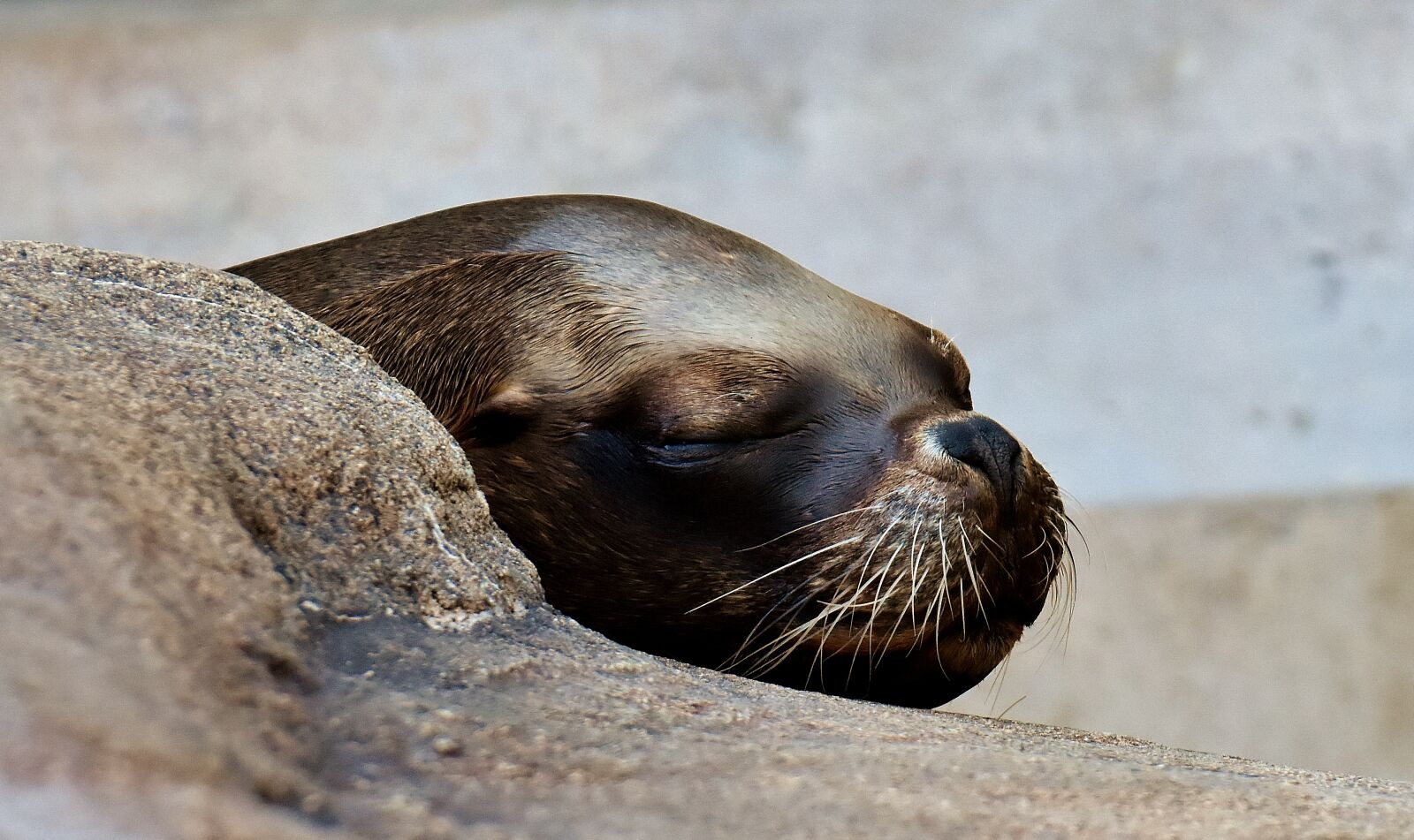 Nikon D7200 sample photo. Seal, animal, wild animal photography