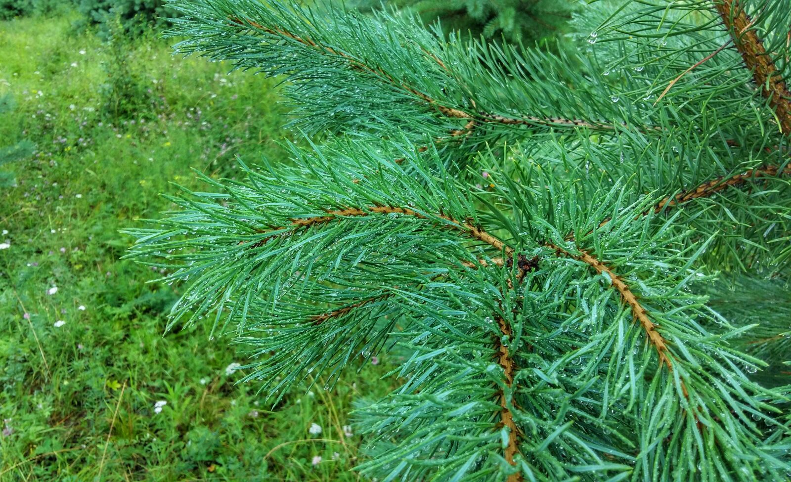 Samsung Galaxy A5 sample photo. Pine, green, forest photography