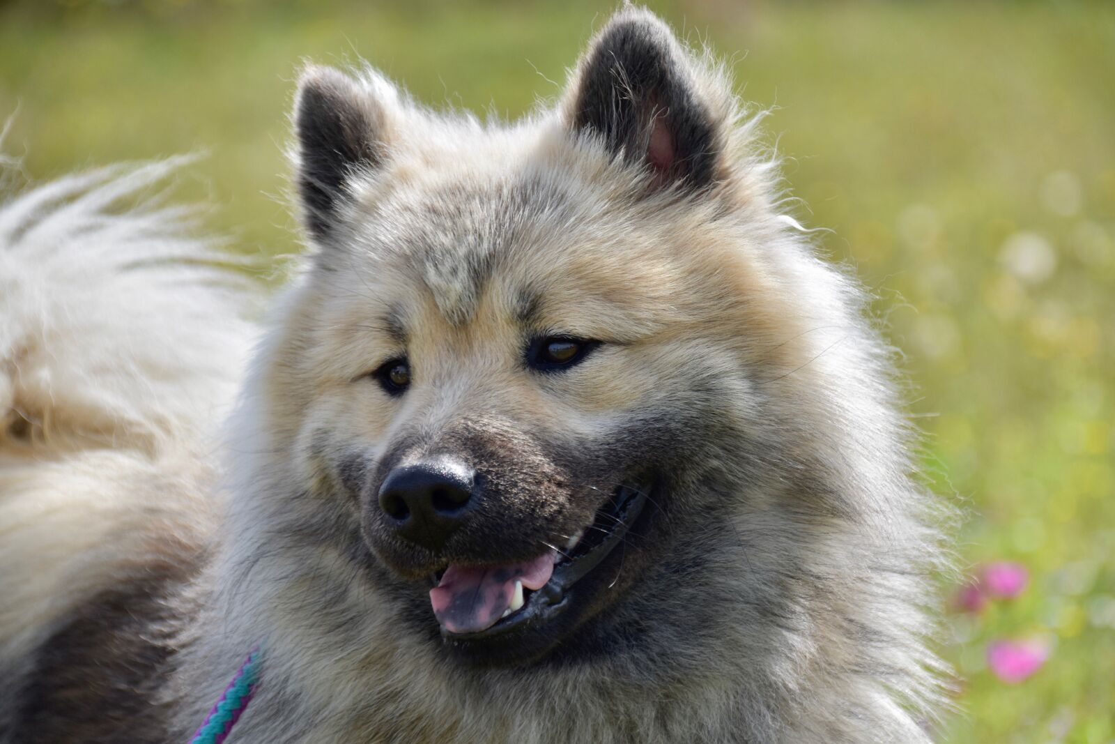 Nikon D5600 sample photo. Dog, eurasier, black mask photography