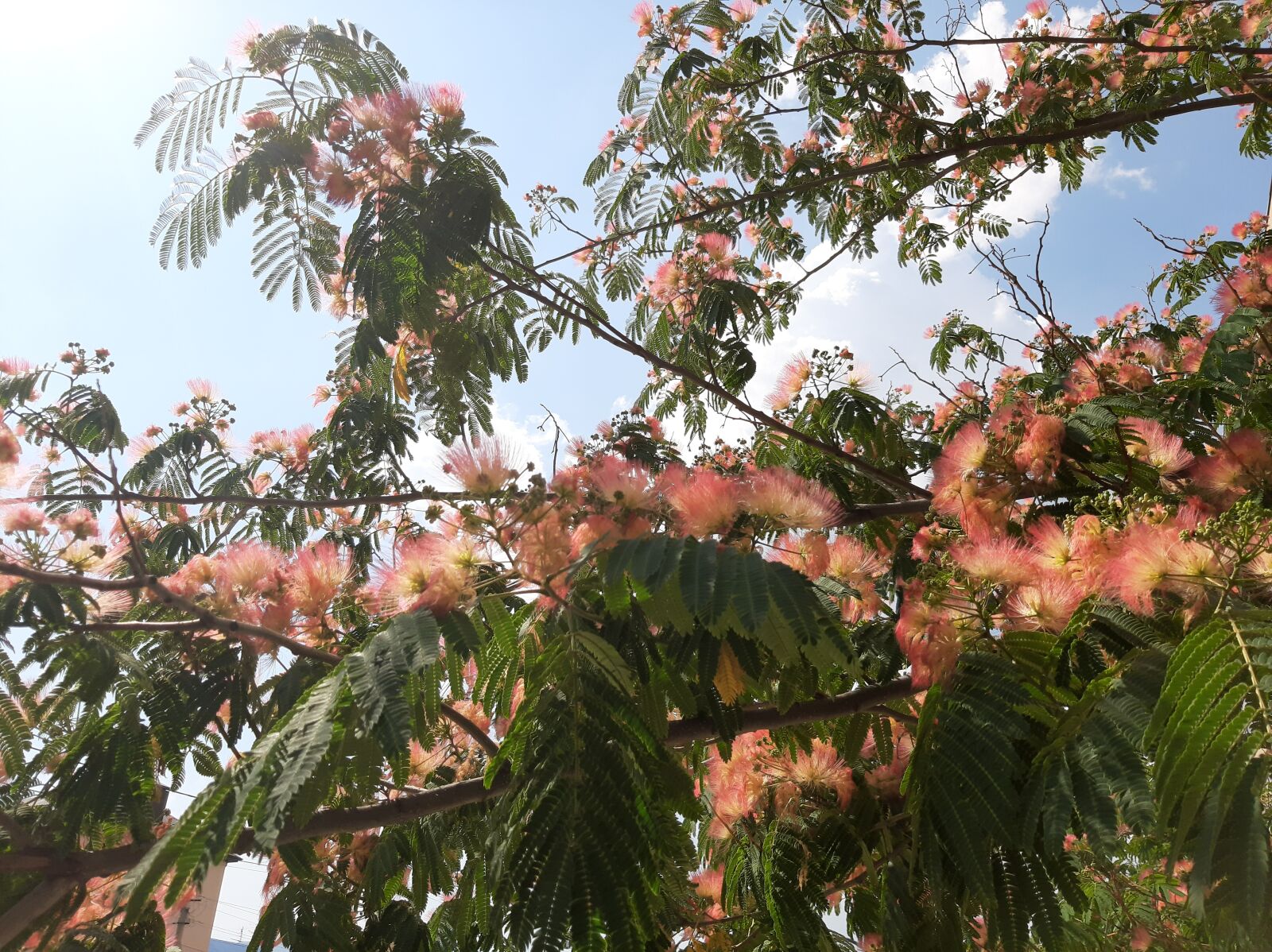 Samsung Galaxy A50 sample photo. Tree, summer, greens photography