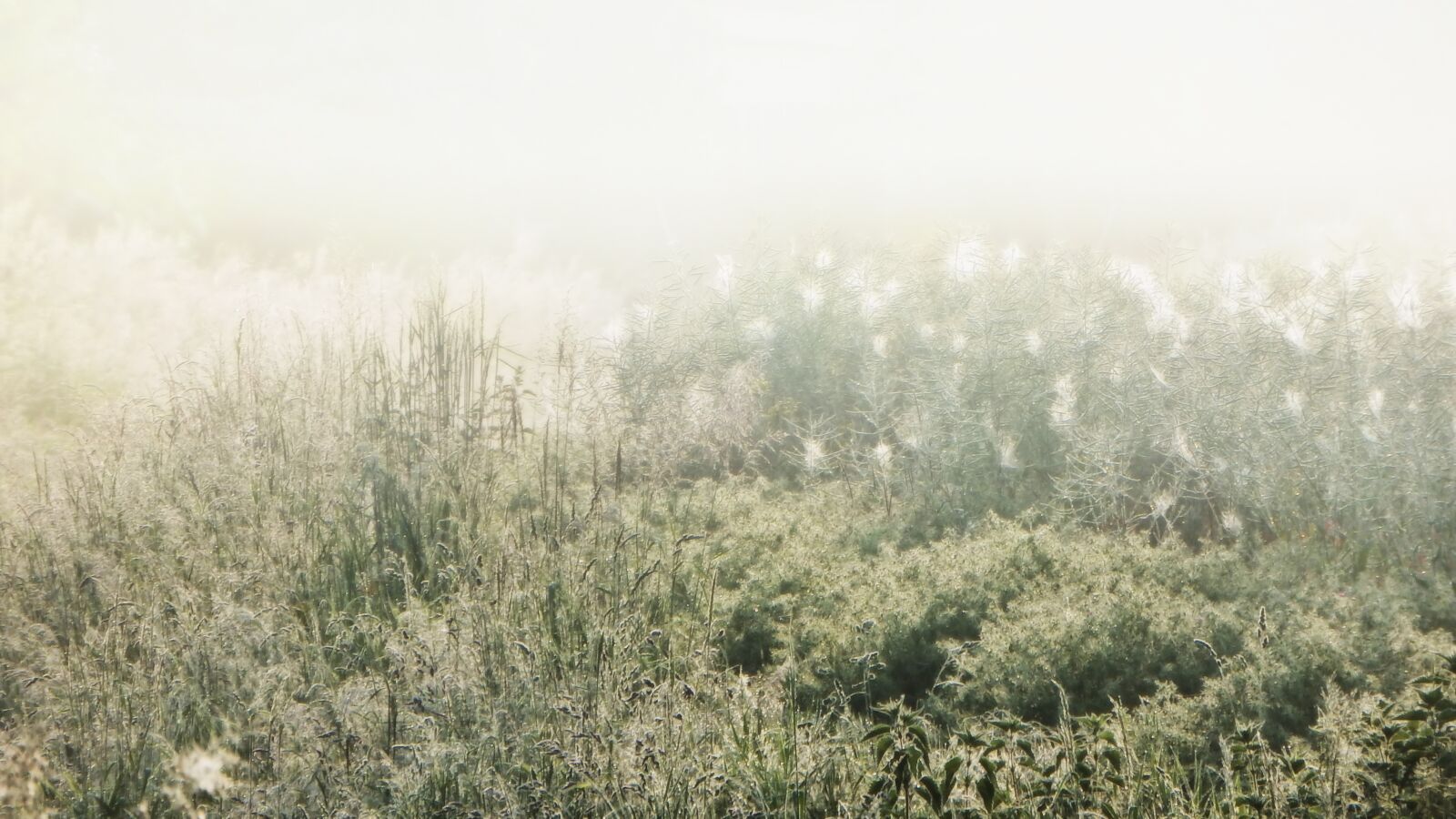 Fujifilm FinePix SL1000 sample photo. Fog, morning mist, nature photography