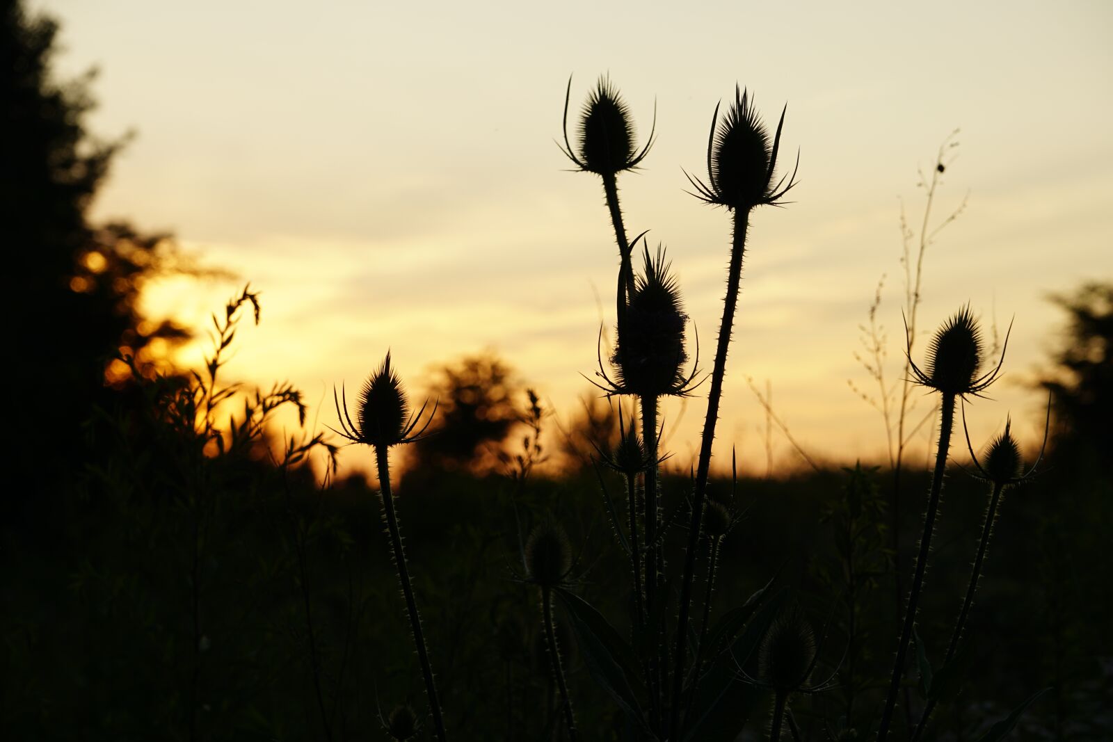 Sony a6300 sample photo. Sunset, thistle, silhouette photography