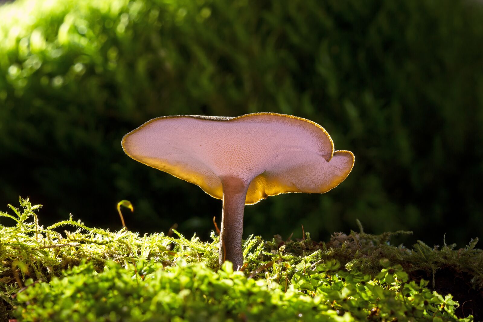 Canon EOS 7D sample photo. Mushroom, small mushroom, reishi photography