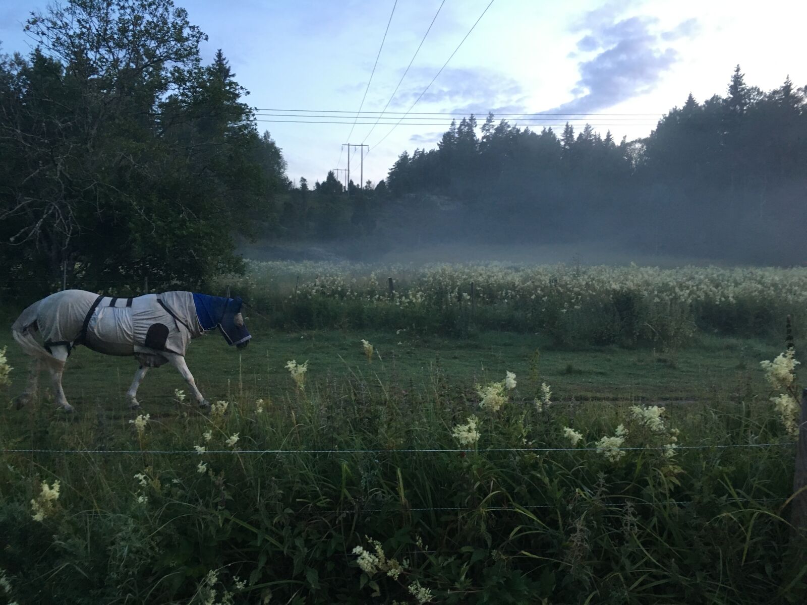 Apple iPhone 6s sample photo. Mist, horse, bed photography