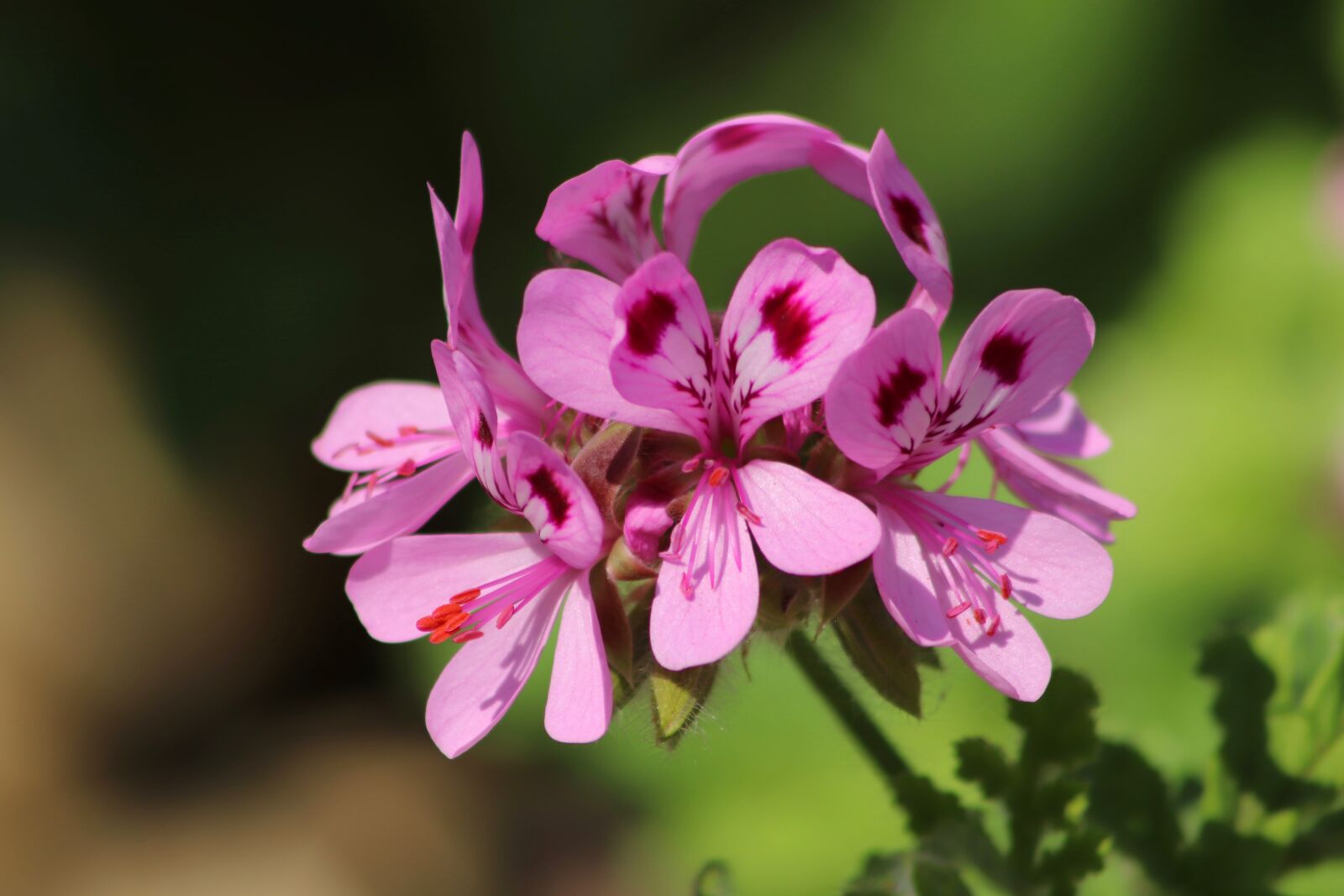 Canon EOS 800D (EOS Rebel T7i / EOS Kiss X9i) sample photo. Rosengeranie, pelargonium, geranium photography