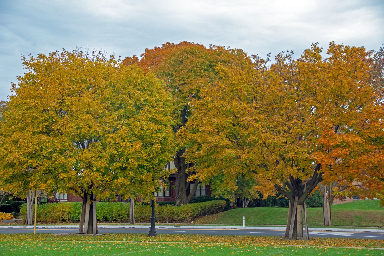 Canon EOS 60D sample photo. Autumn, trees, nature photography