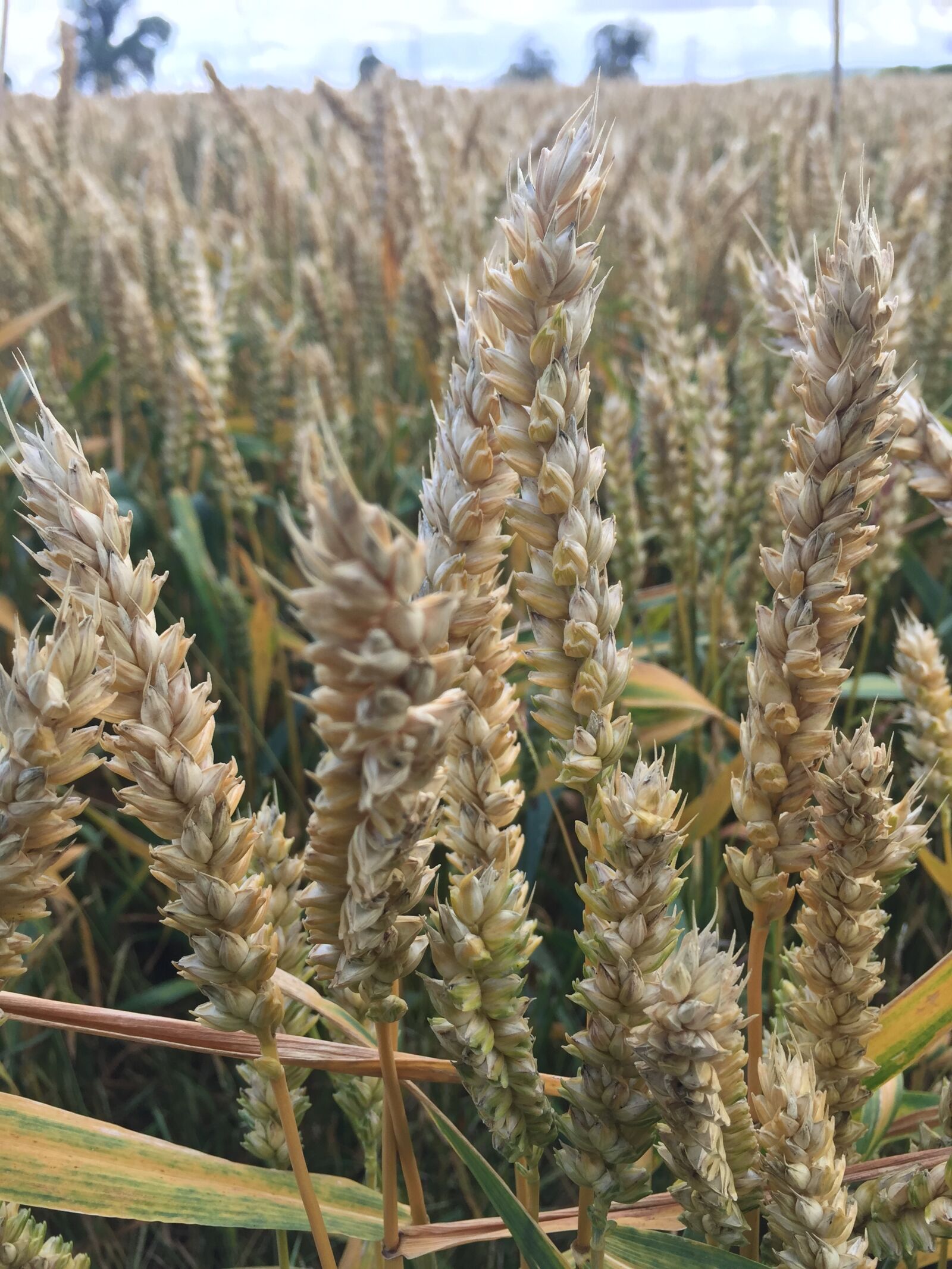 Apple iPhone 6 sample photo. Wheat, field, autumn photography