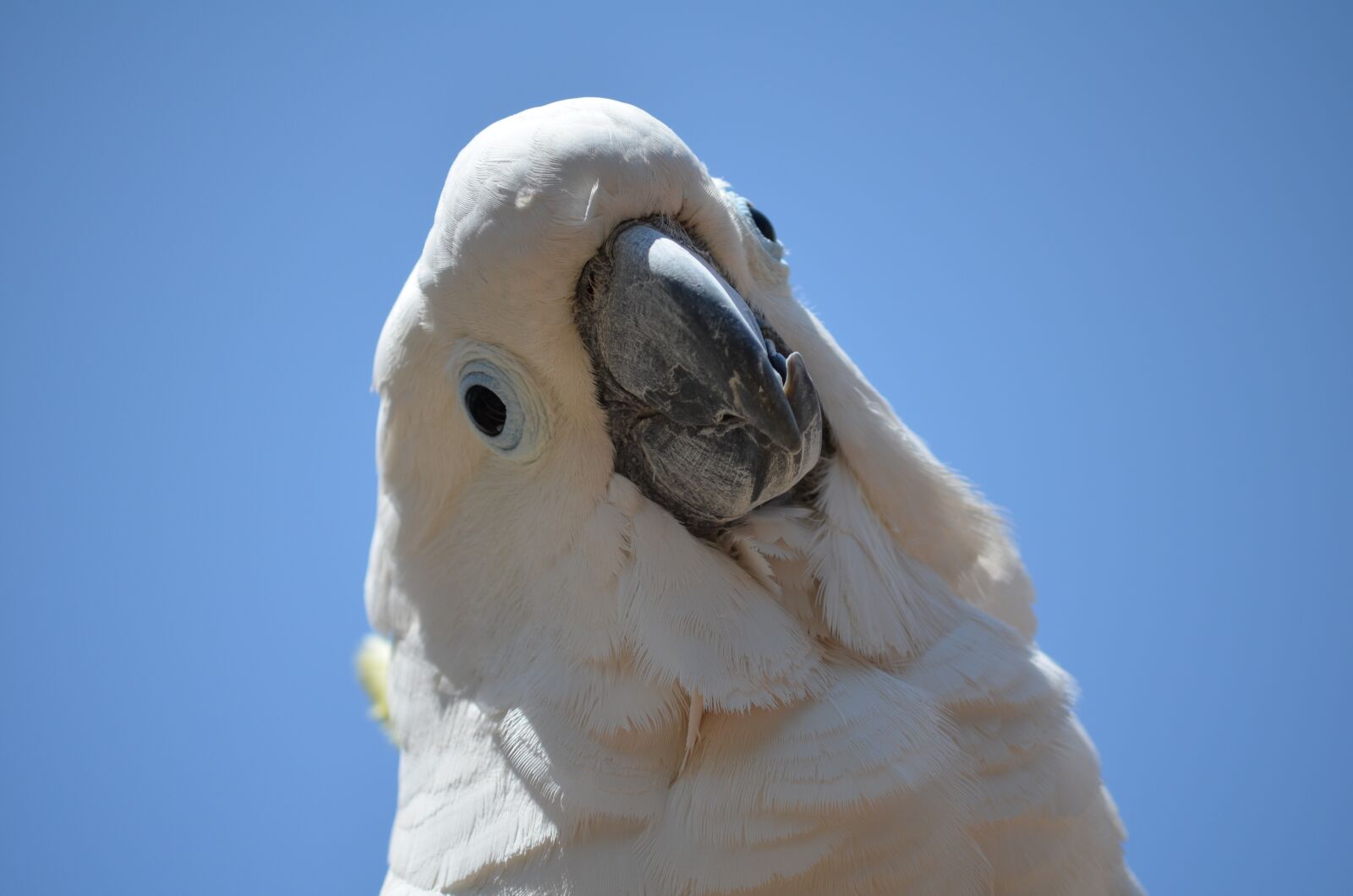 Nikon D5100 sample photo. Cockatoo, bird, parrot photography