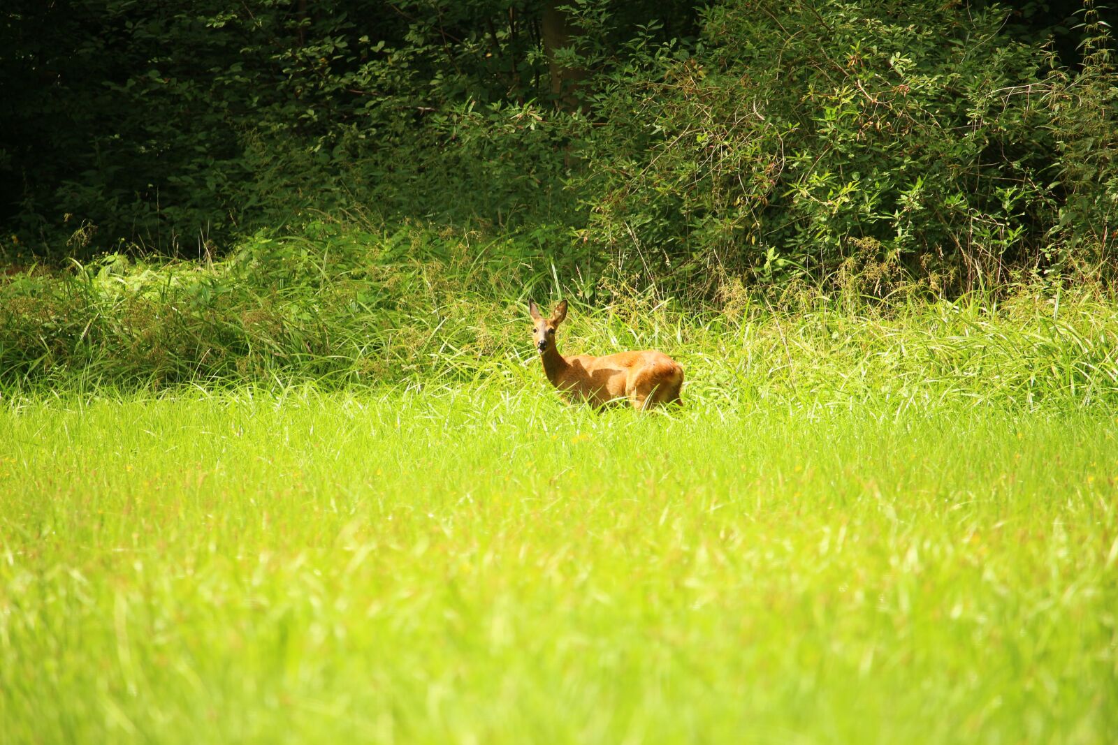 Canon EOS 100D (EOS Rebel SL1 / EOS Kiss X7) sample photo. Roe deer, wild, forest photography