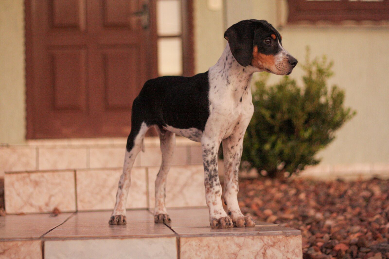 Canon EOS 450D (EOS Rebel XSi / EOS Kiss X2) sample photo. Observer, looking, animal photography