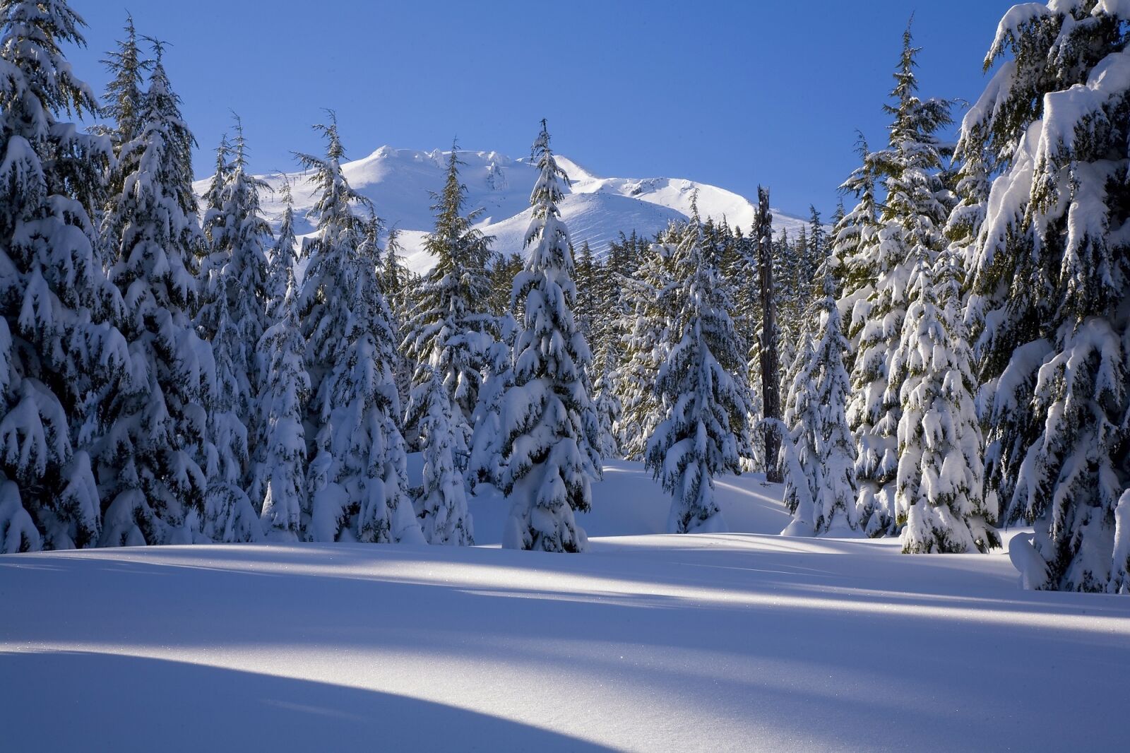 Canon EOS 5D sample photo. Snow, forest, winter photography