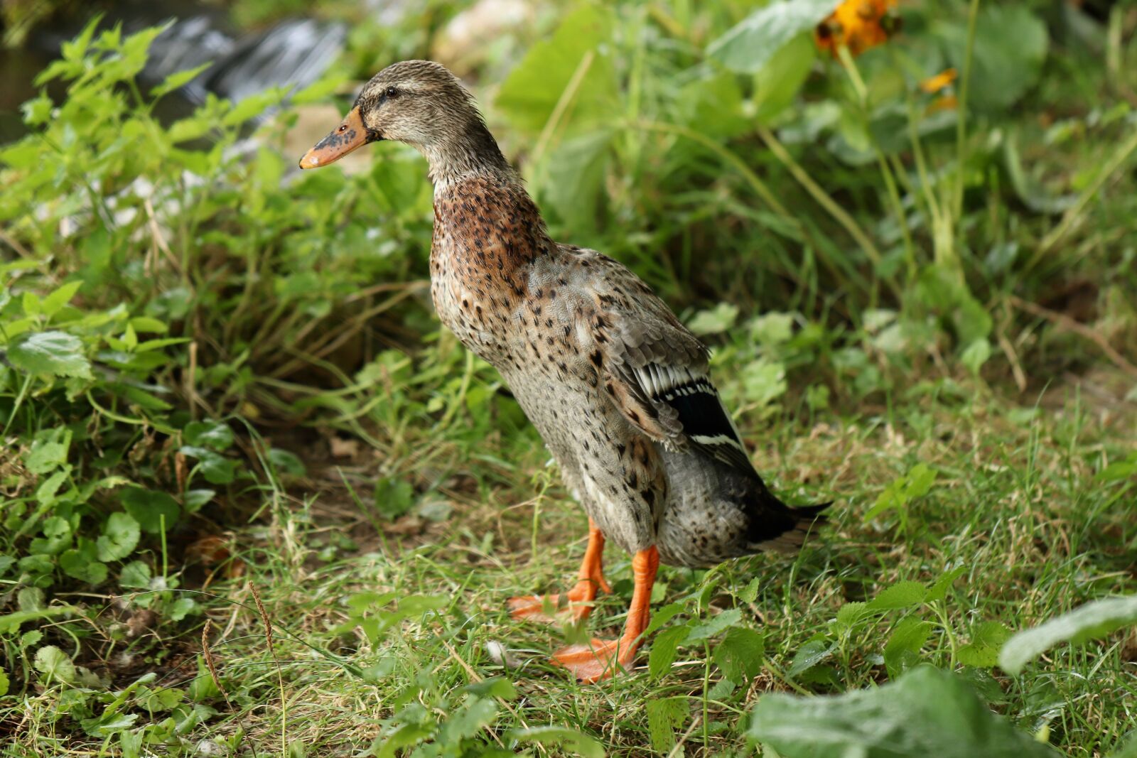Canon EOS 800D (EOS Rebel T7i / EOS Kiss X9i) sample photo. Running duck, water bird photography