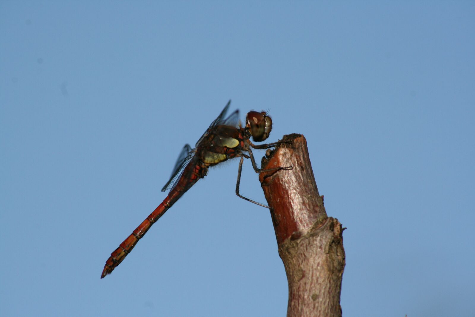 Canon EOS 400D (EOS Digital Rebel XTi / EOS Kiss Digital X) sample photo. Animal, dragonfly, macro photography