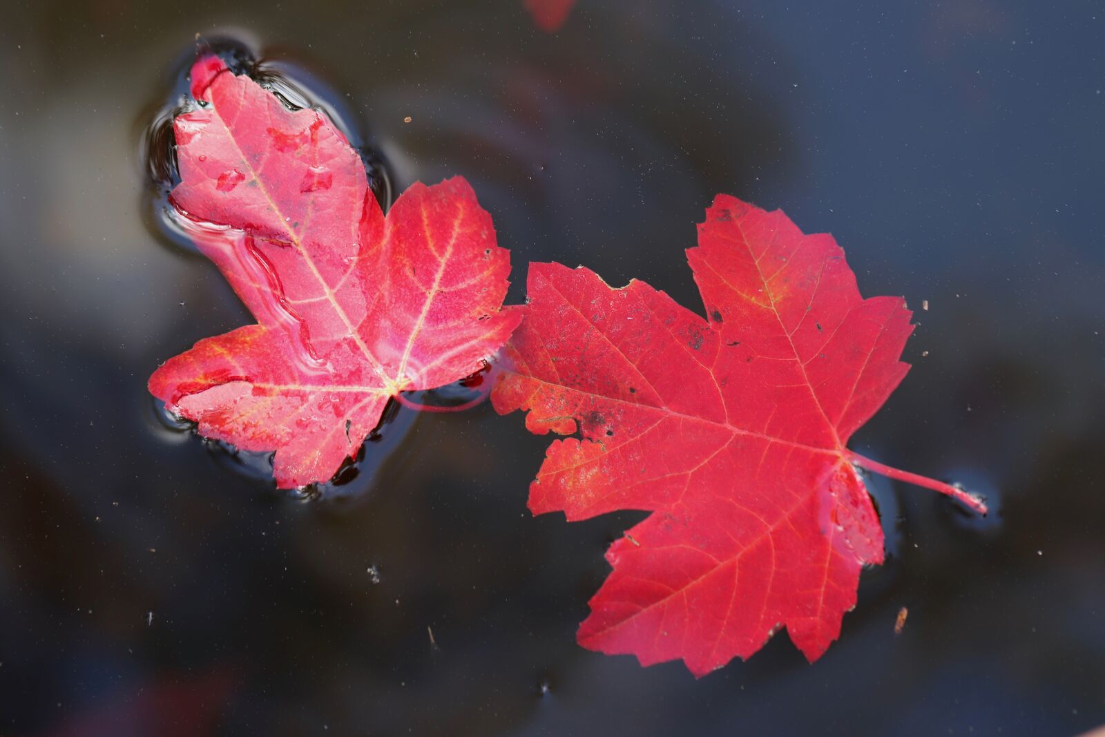 Canon EOS 800D (EOS Rebel T7i / EOS Kiss X9i) sample photo. Maple, maple leaves, leaves photography