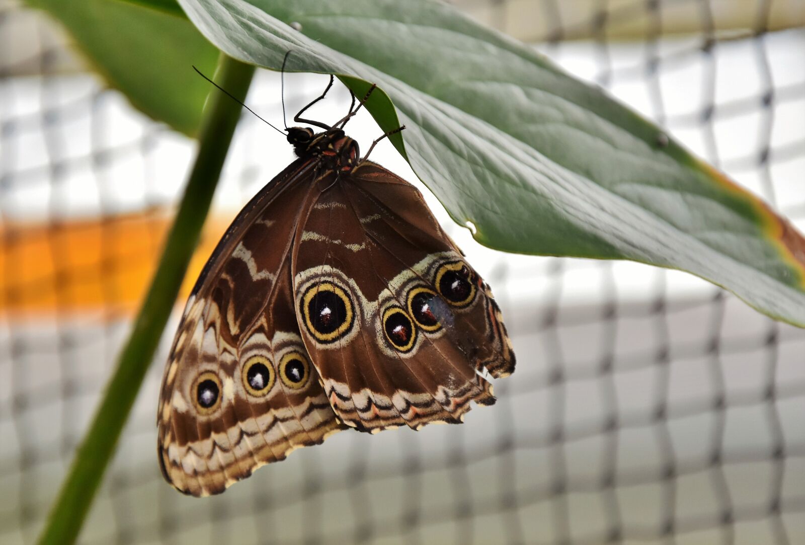 Nikon D7200 sample photo. Butterfly, tropical butterfly, exotic photography