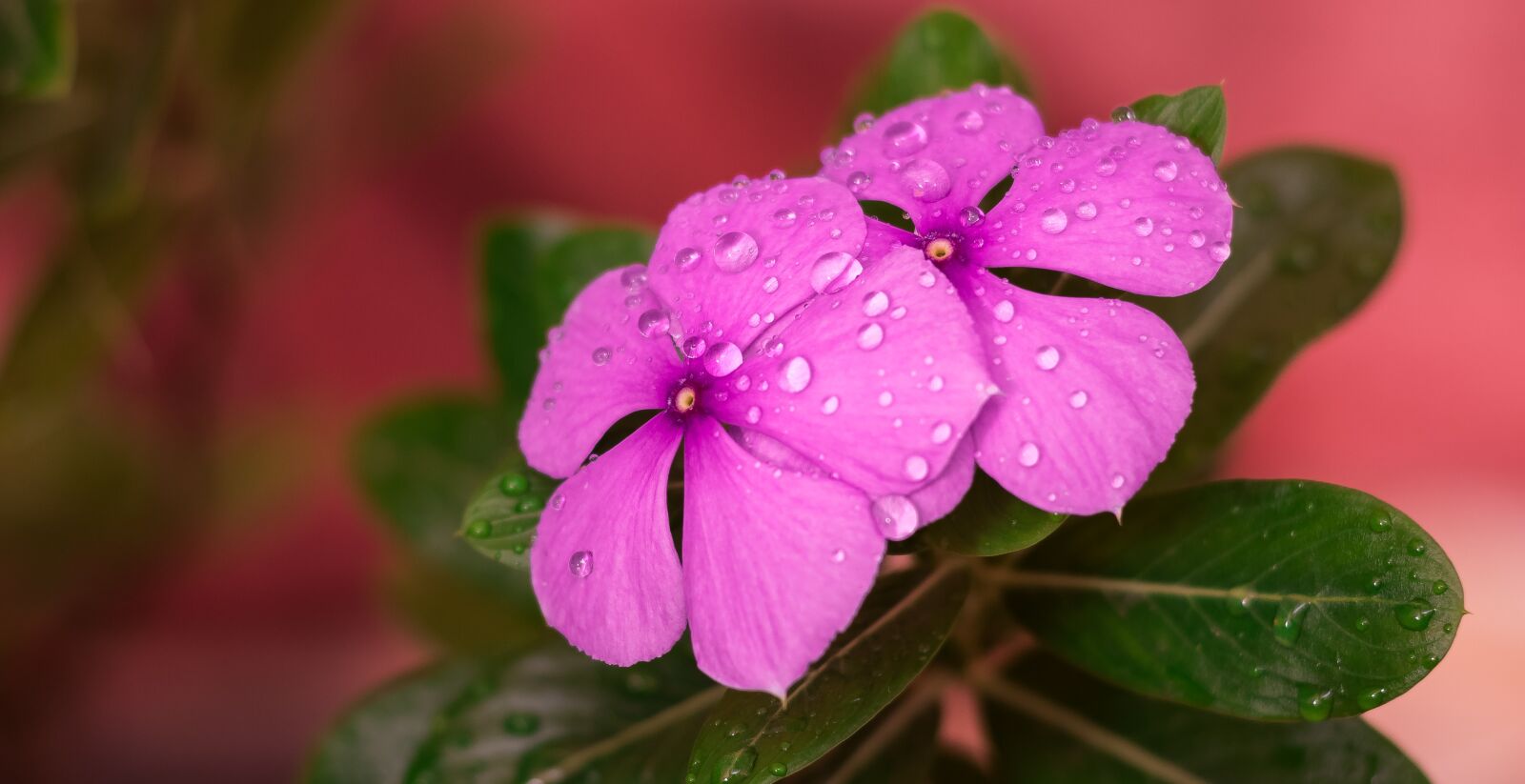 Nikon D5500 sample photo. Flowers, rain drops, pink photography