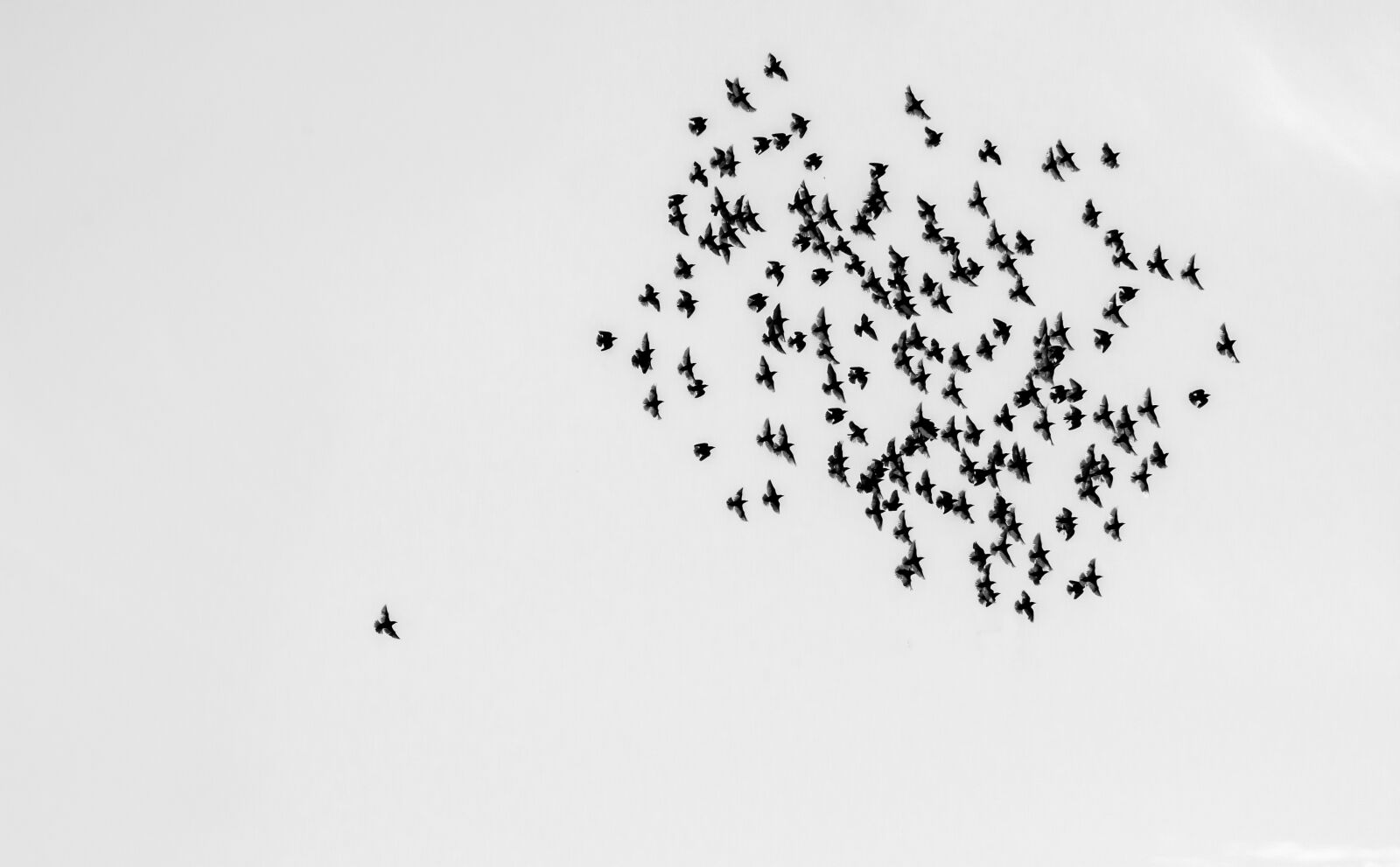 Canon EOS 70D sample photo. Birds, swarm, flock of photography