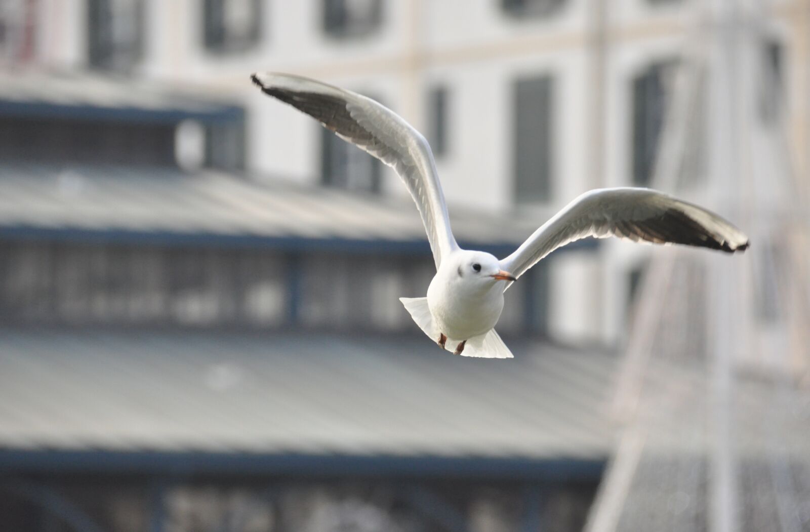 Nikon D90 sample photo. Seagull, bird, city photography