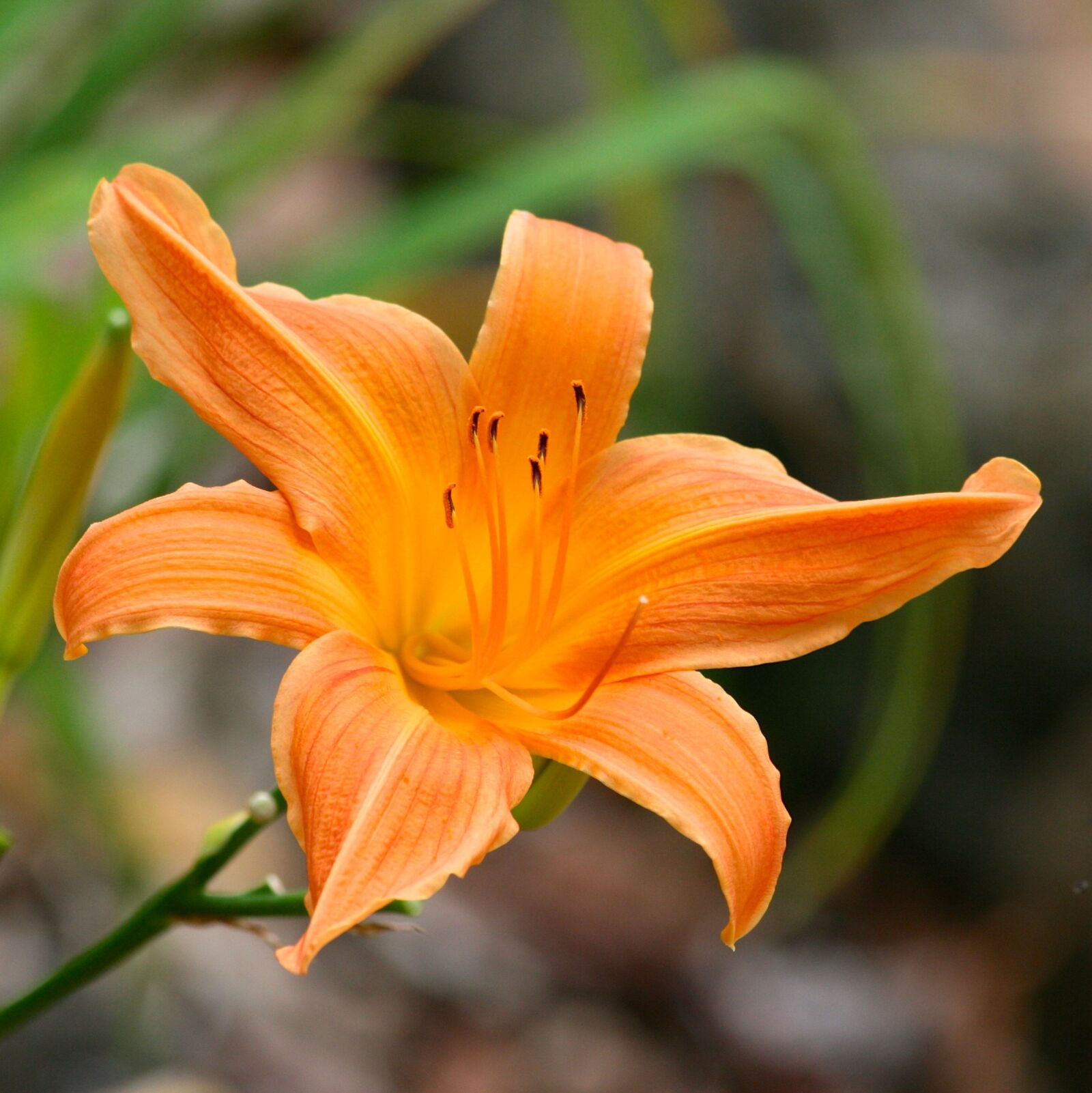 Canon EOS 400D (EOS Digital Rebel XTi / EOS Kiss Digital X) sample photo. Flower, orange, petal photography